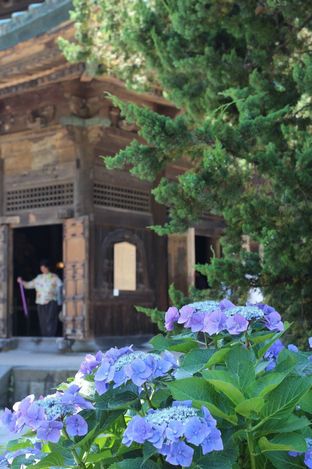 紫陽花とあじさいゼリー｜1Kキッチンごはん