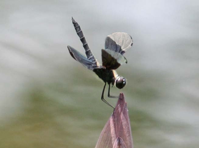 トンボなのにチョウ？？｜ジオ子