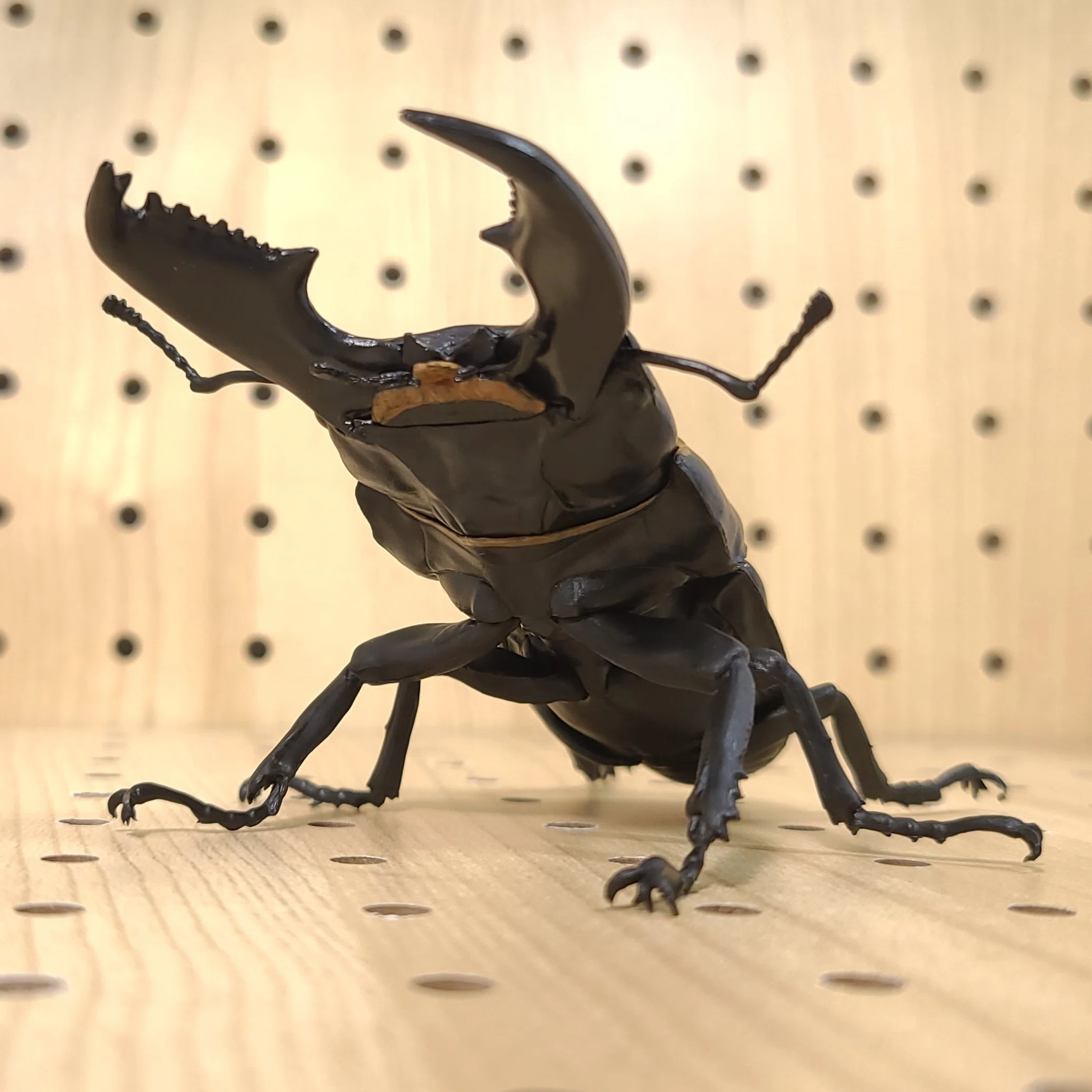 1/1 オオヒラタクワガタ レビュー｜ウンウンペンチウム