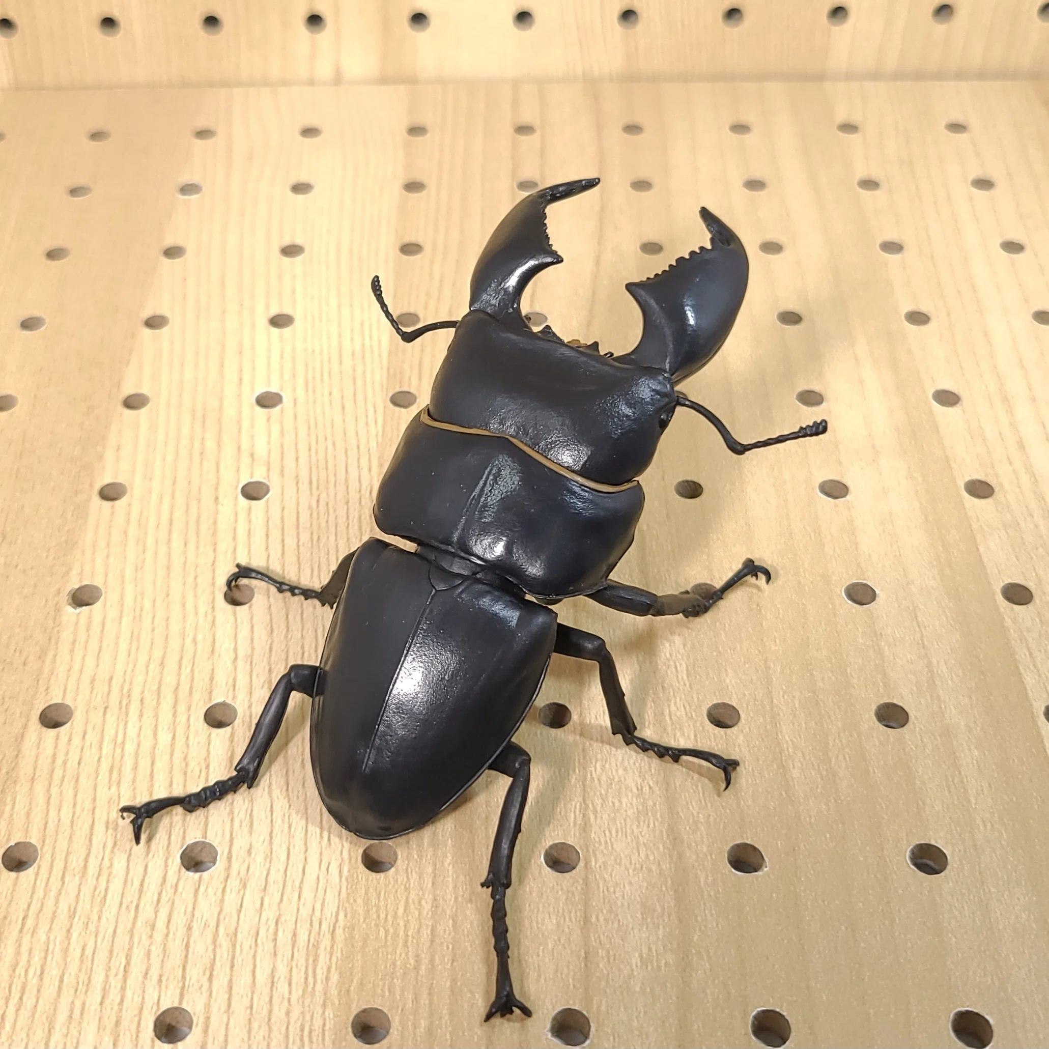 1/1 オオヒラタクワガタ レビュー｜ウンウンペンチウム