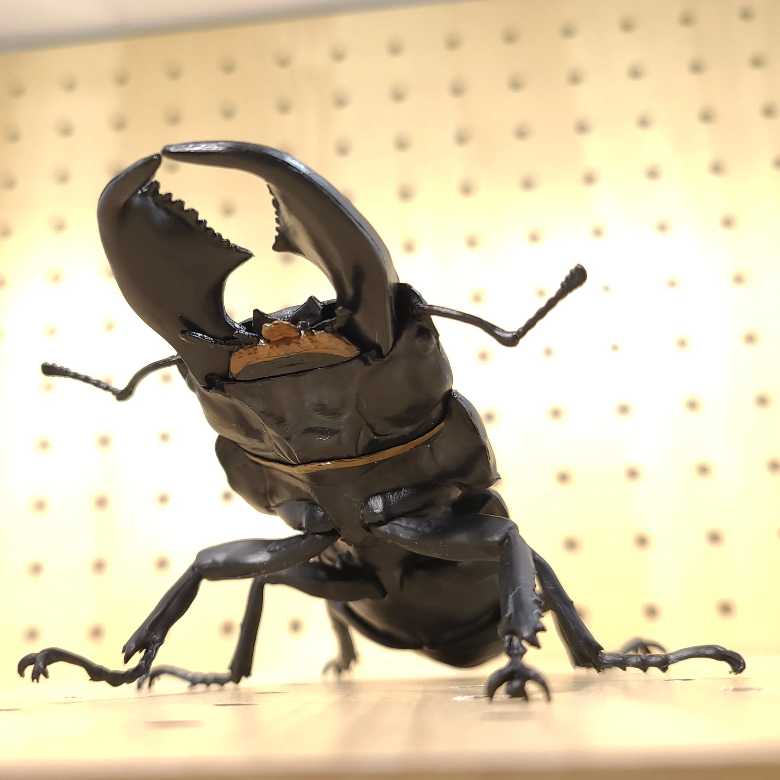 1/1 オオヒラタクワガタ レビュー｜ウンウンペンチウム