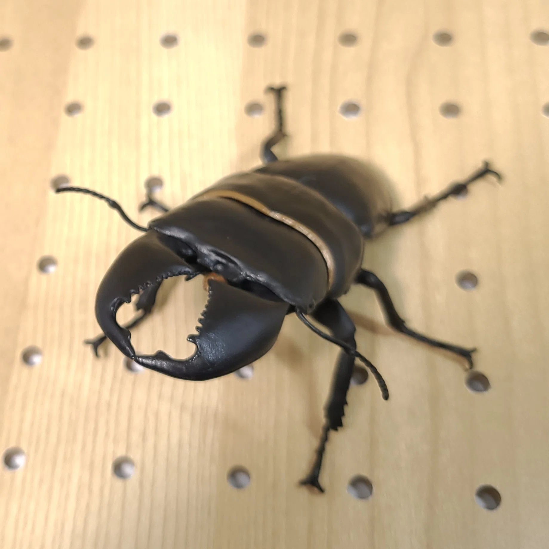 1/1 オオヒラタクワガタ レビュー｜ウンウンペンチウム
