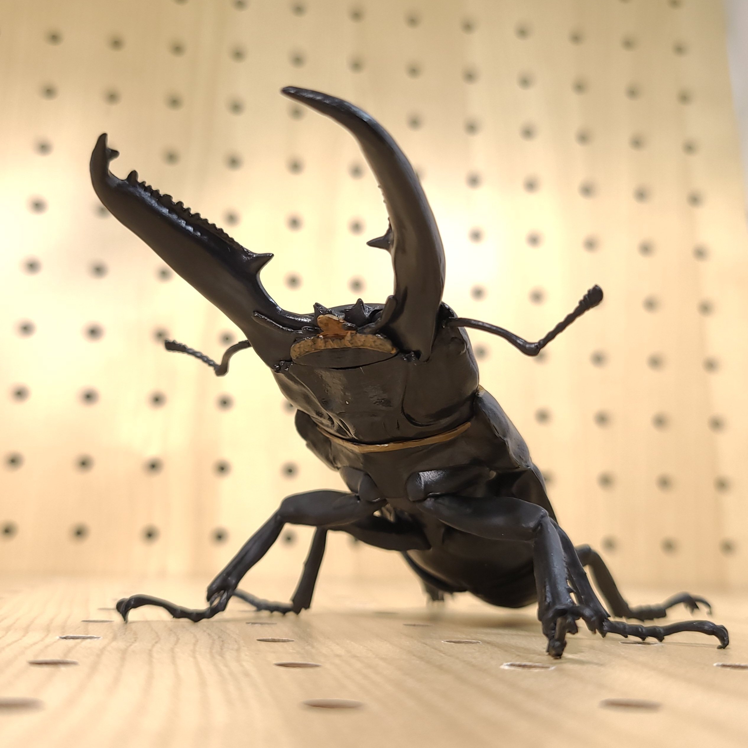 1/1 オオヒラタクワガタ レビュー｜ウンウンペンチウム