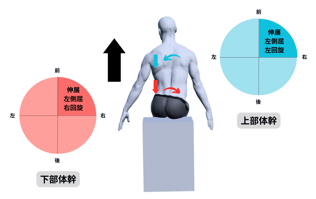 完全版】関節の構成運動と運動連鎖の臨床応用｜理学療法士による