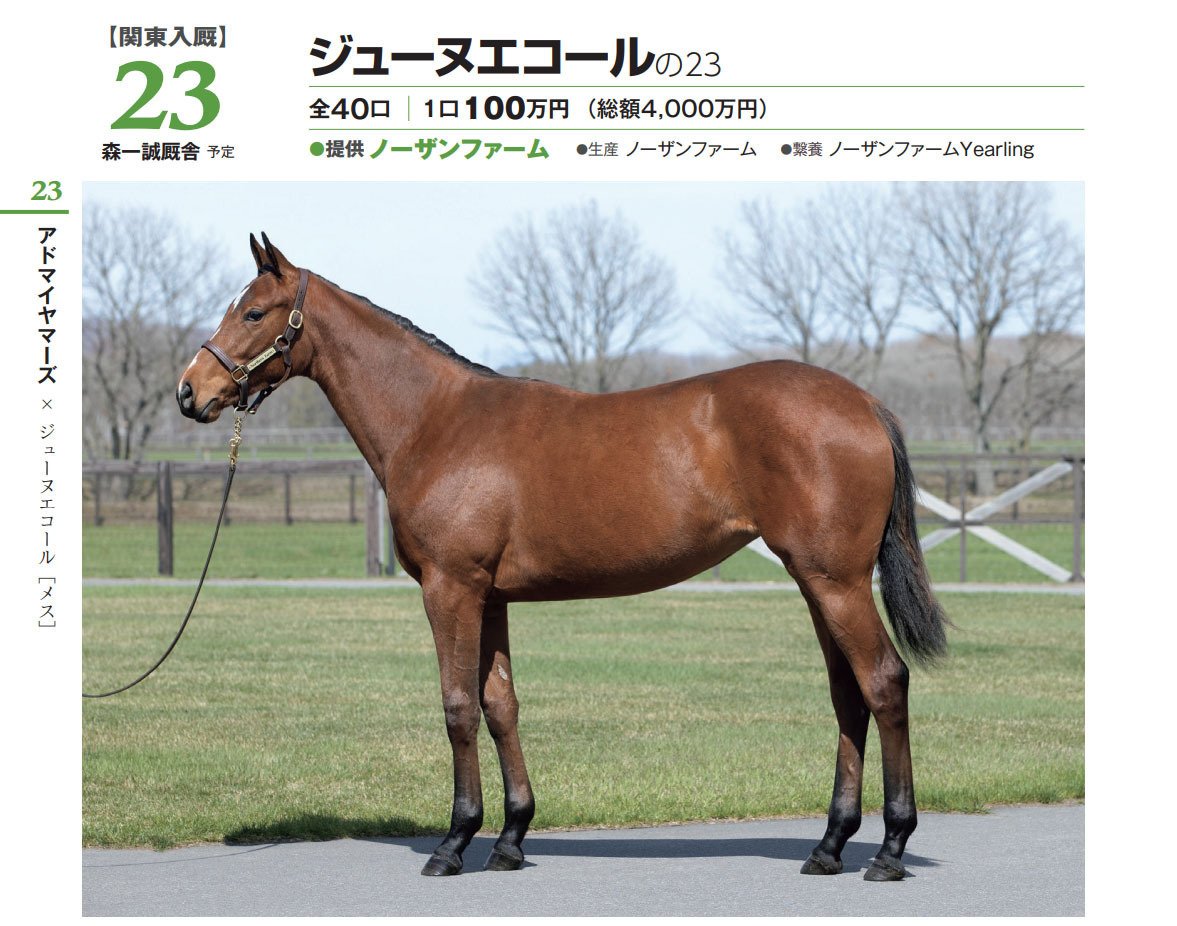 未開封2023年 社台サラブレッドクラブ サンデーサラブレッドクラブ カタログ 2025年 社台サラブレッドクラブ サンデーサラブレッドクラブ