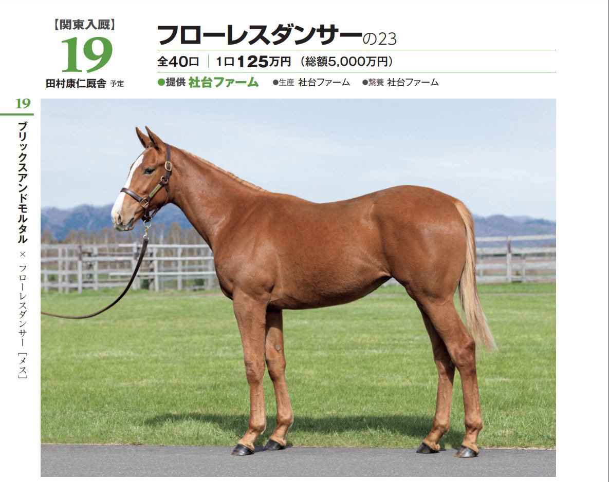 未開封2023年 社台サラブレッドクラブ サンデーサラブレッドクラブ カタログ 大当たり？】「社台・サンデー・G1TC・オーナーズ／2023年募集」第1次