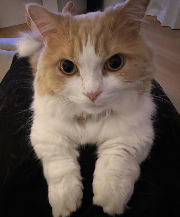 キミとねこ。―藤原樹とマース―｜ヤマト運輸公式note