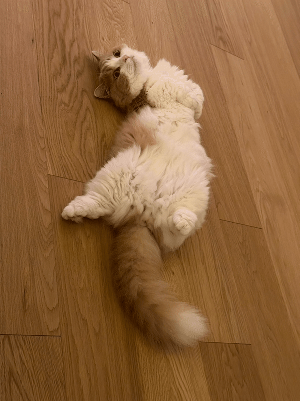 キミとねこ。―藤原樹とマース―｜ヤマト運輸公式note