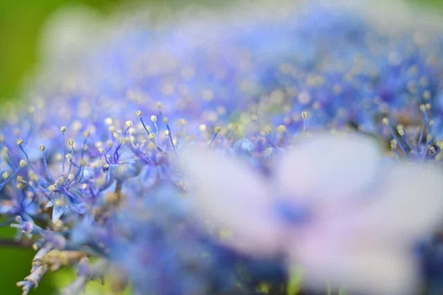 写真はレンズで決まる！？ S-Planar 1:2.8 f=60mm Carl Zeiss