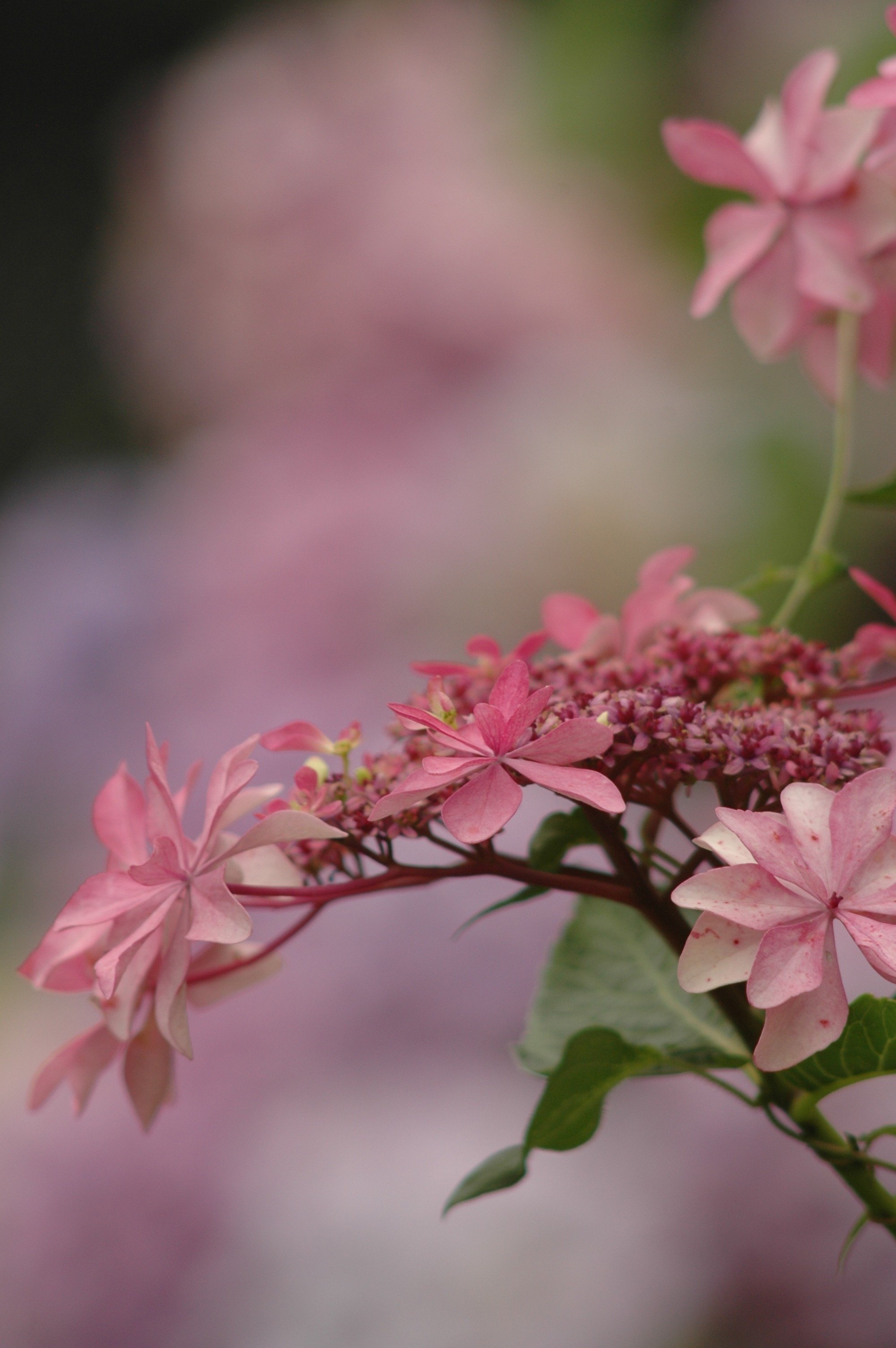 レンズ沼あれこれ:NIKKOR 300mm F4.5|ひっくすK レンズ沼あれこれ:NIKKOR 300mm F4.5|ひっくすK