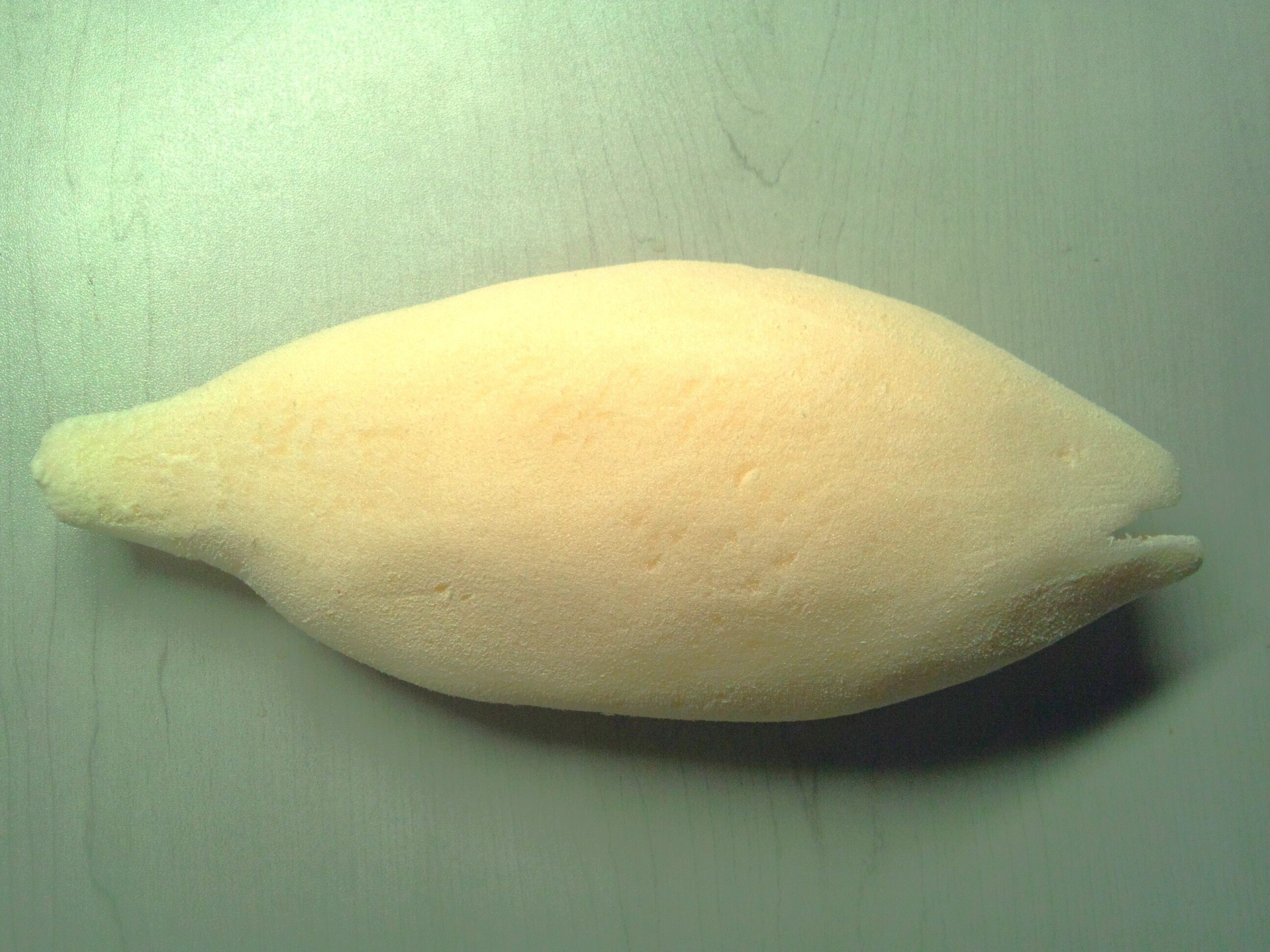 魚の剥製の作り方｜魚道部！/ 剥製師 力石眞弘 (ﾁｶﾗｲｼ ﾏｻﾋﾛ)