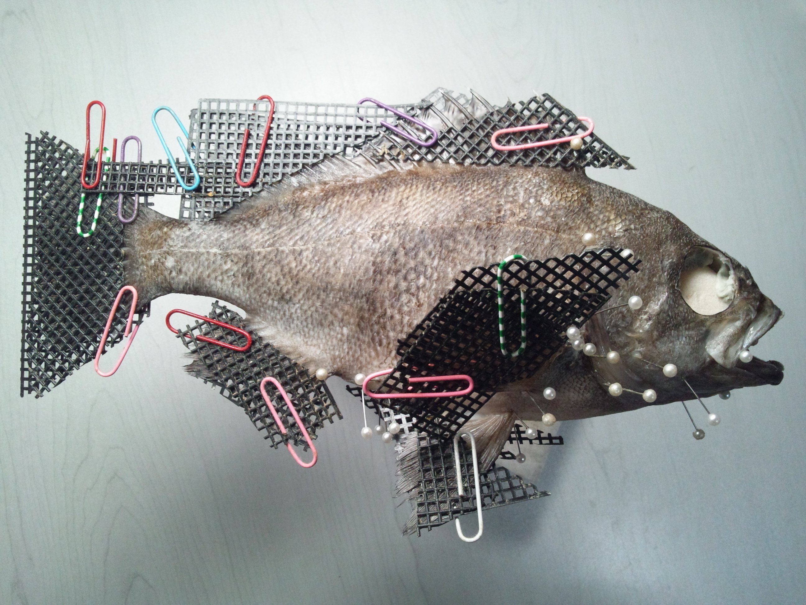 魚の剥製の作り方｜魚道部！/ 剥製師 力石眞弘 (ﾁｶﾗｲｼ ﾏｻﾋﾛ)