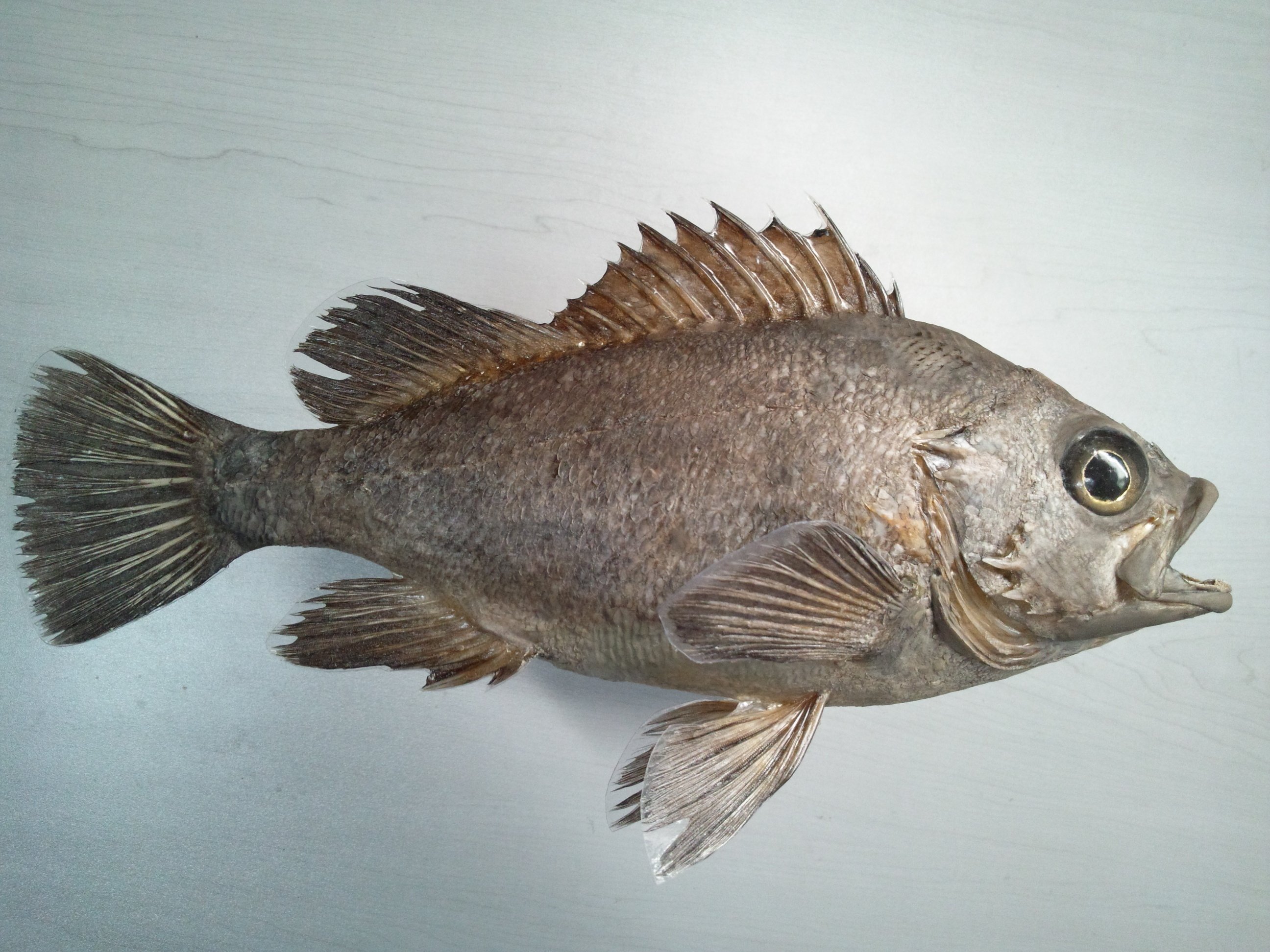 魚の剥製の作り方｜魚道部！/ 剥製師 力石眞弘 (ﾁｶﾗｲｼ ﾏｻﾋﾛ)