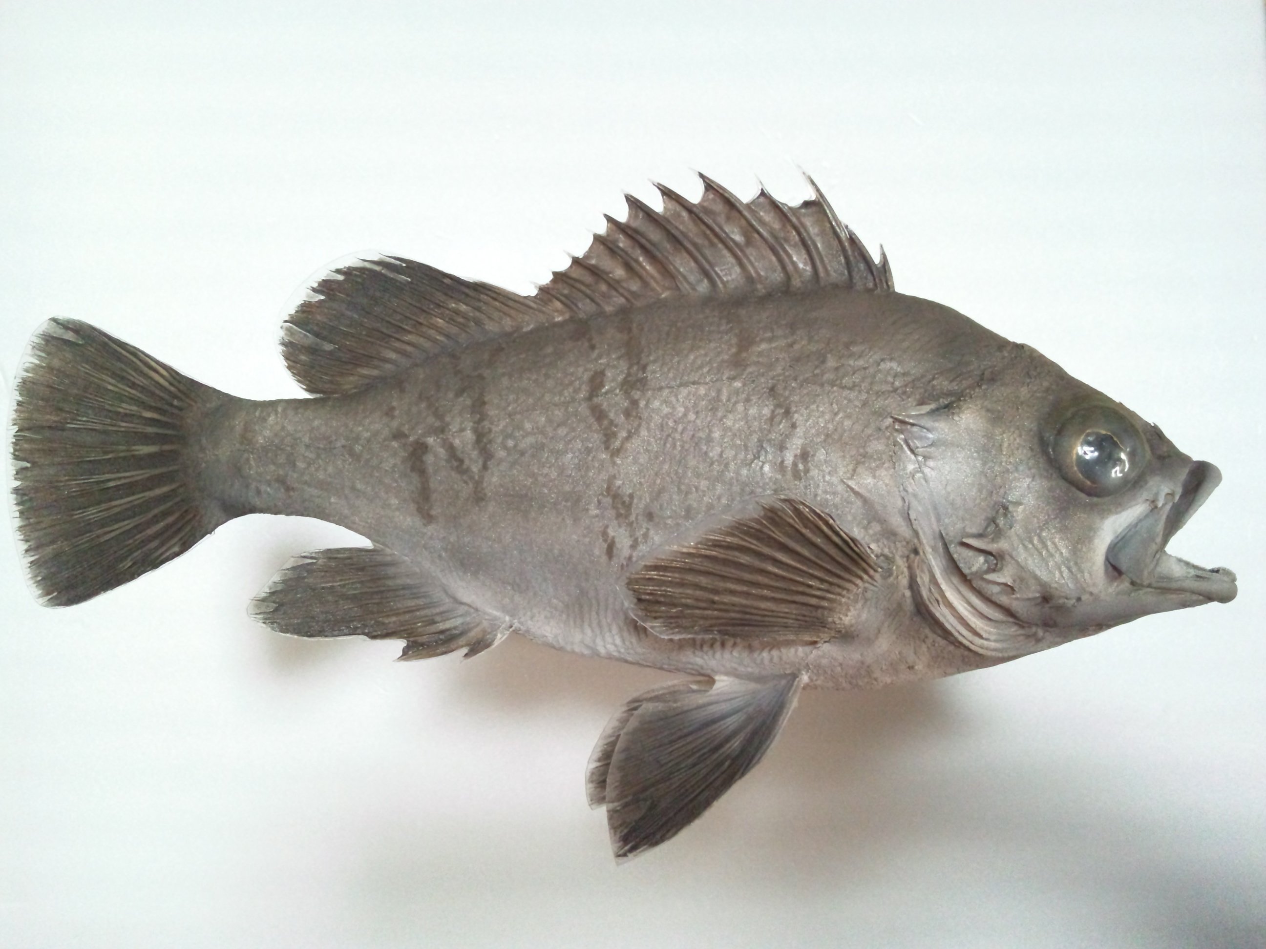 魚の剥製の作り方｜魚道部！/ 剥製師 力石眞弘 (ﾁｶﾗｲｼ ﾏｻﾋﾛ)