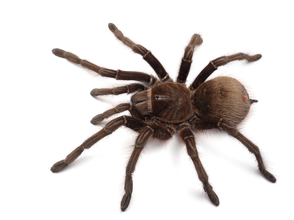 クモ展でぜひ見て欲しいクモのご紹介！｜竜洋昆虫自然観察公園