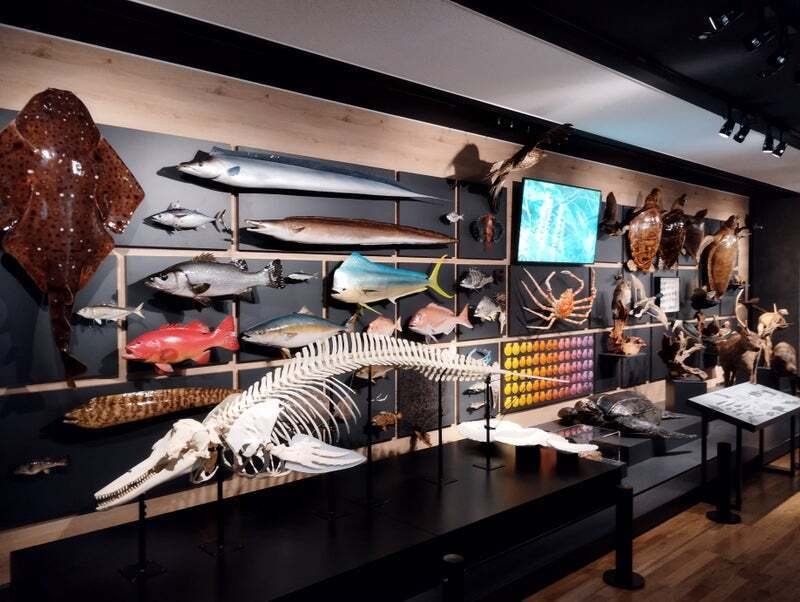 ㊗博物館デビュー！ ～恐竜の島博物館編～｜魚道部！/ 剥製師 力石眞弘