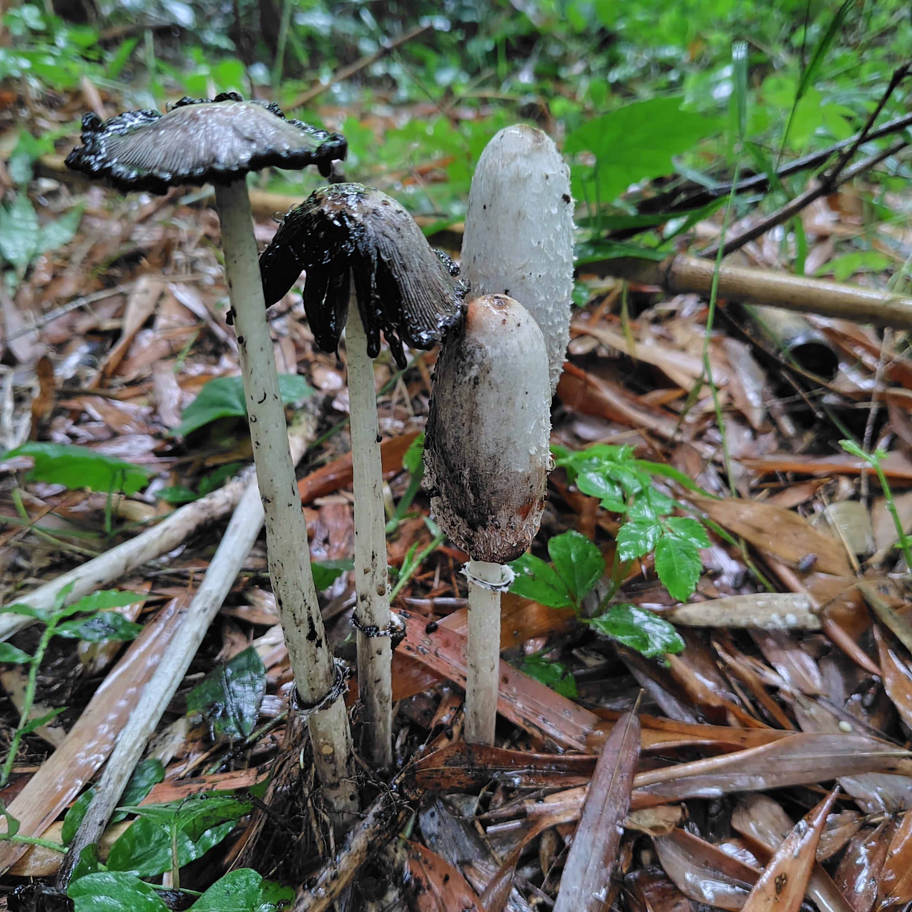 萌えきのこ図鑑 No.9 ササクレヒトヨタケ｜LOLOpezろろぺす