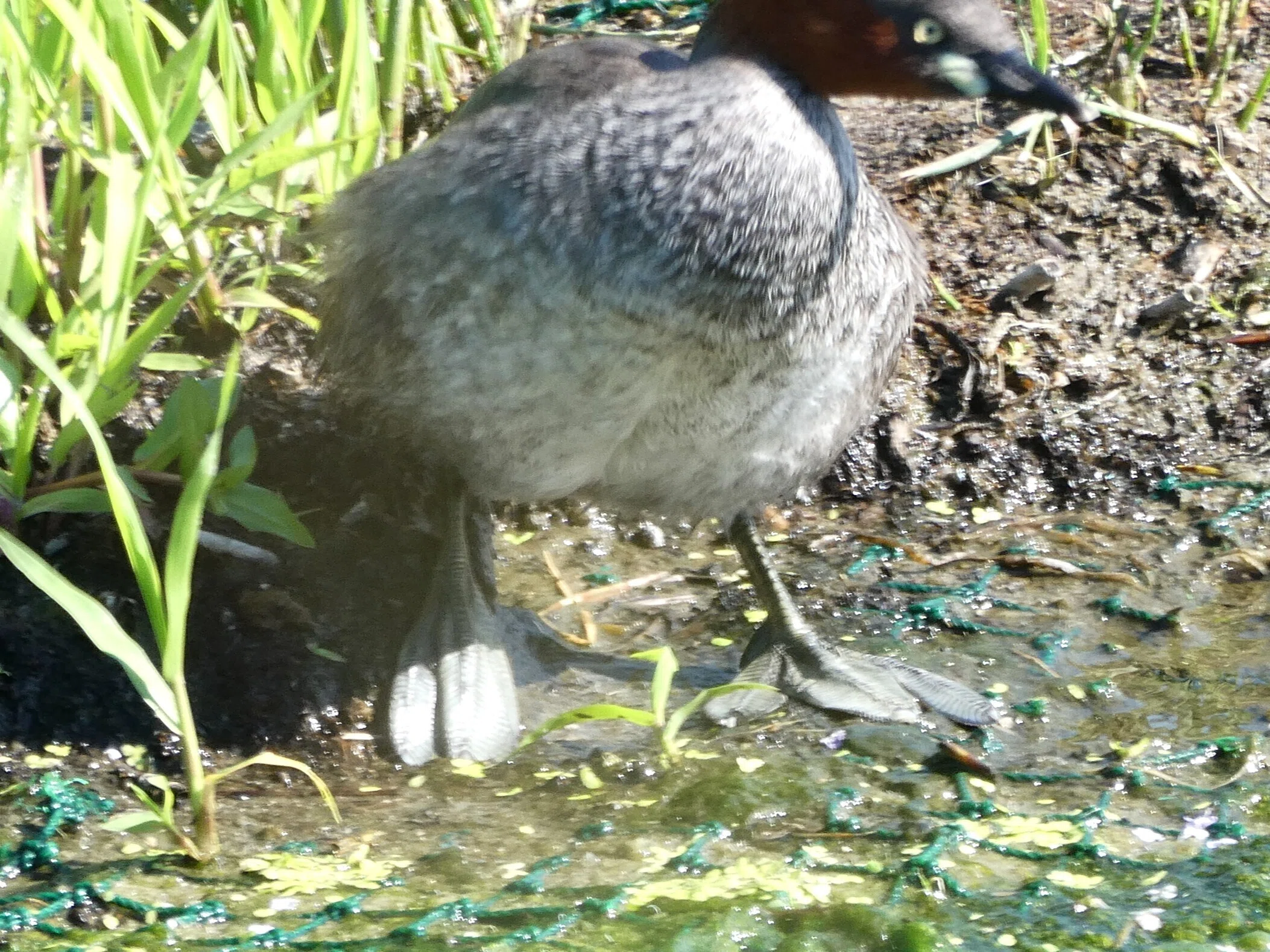 豆袋の野鳥印（その19）7月『カイツブリ』｜余白珈琲
