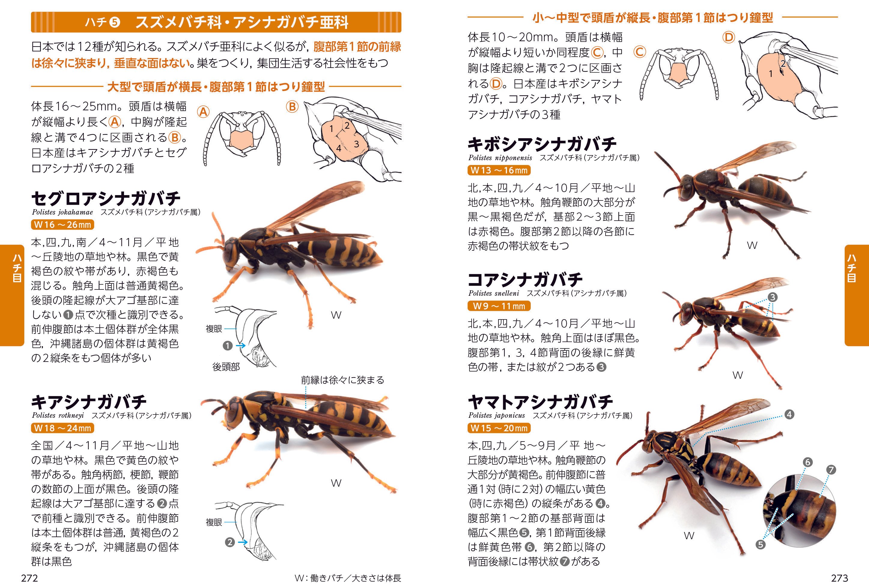 【中古】 日本の昆虫 ９/文一総合出版 中古】 日本の昆虫 9/文一総合出版 中古】 日本の昆虫 9/文一