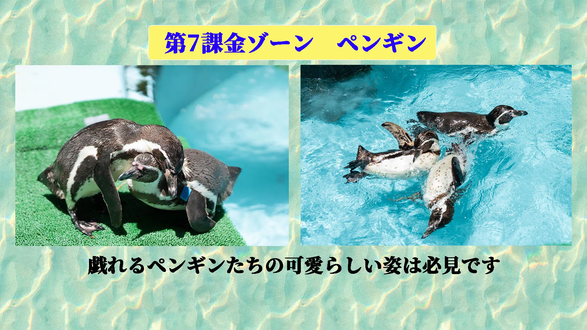 水族館】桂浜水族館で餌やりを楽しんできたお話。｜地域お散歩@星野