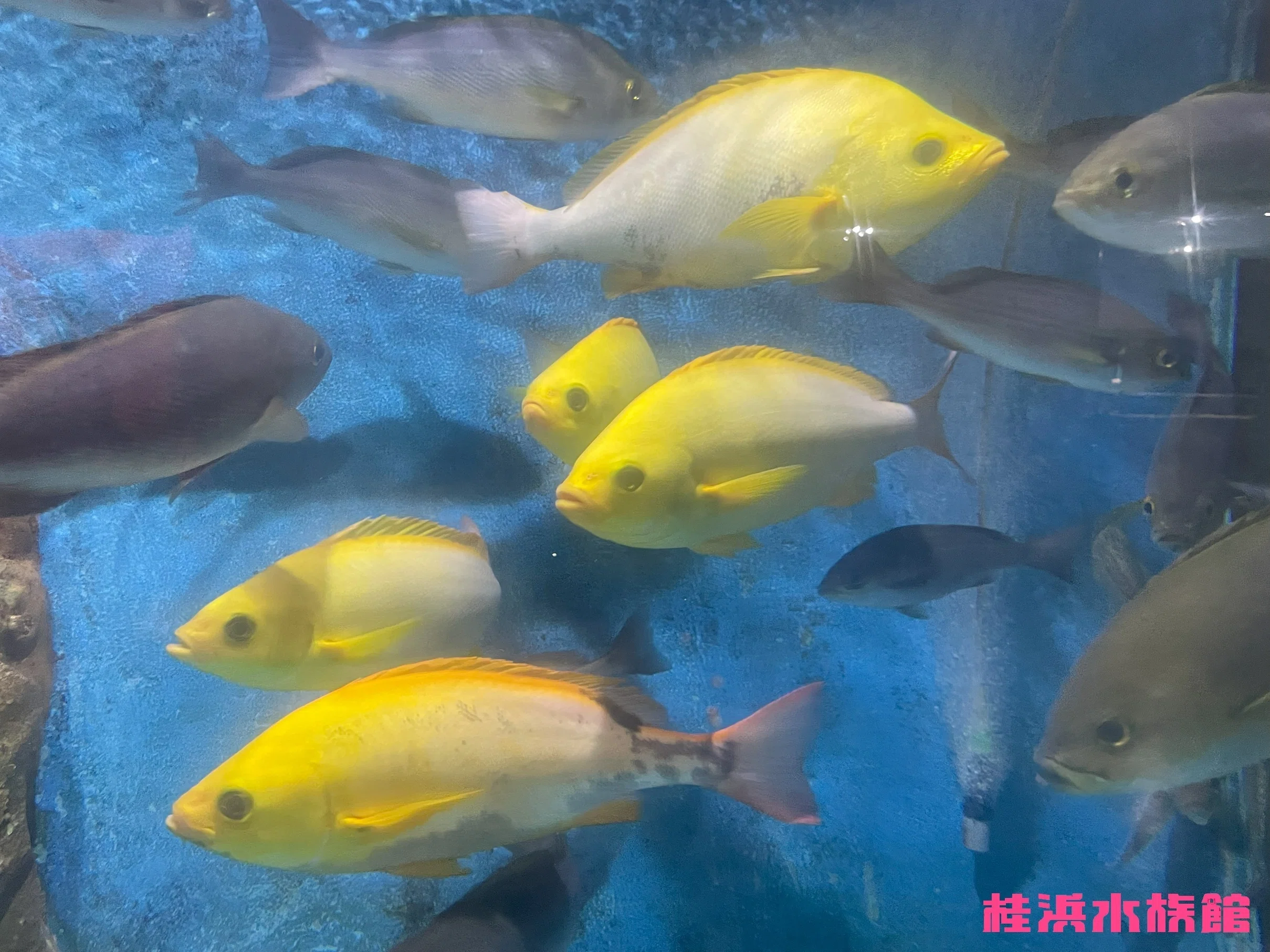 金色に輝く水槽あり✨｜桂浜水族館 公式