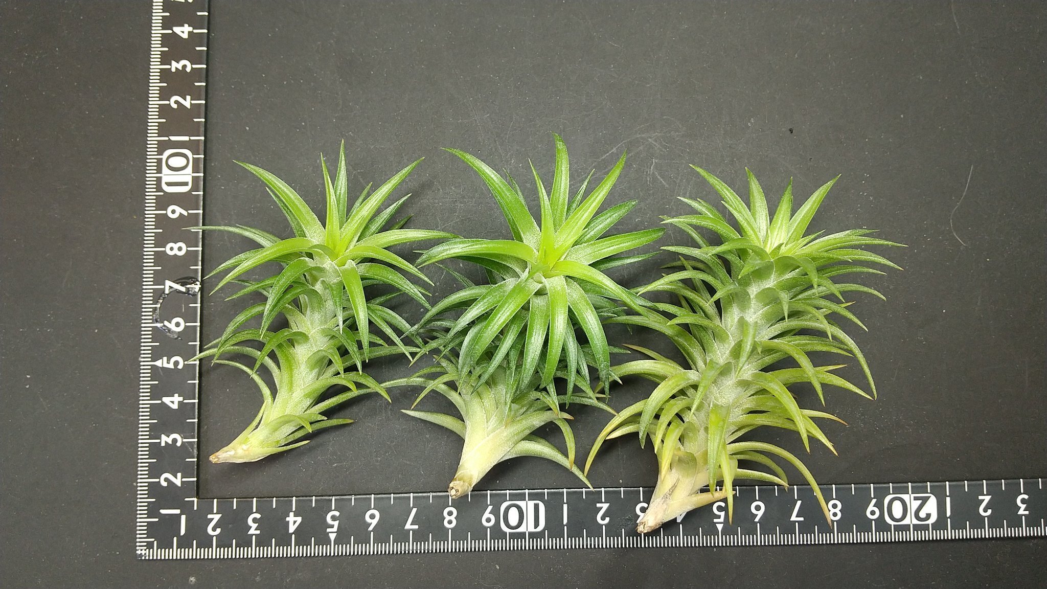 チランジア入荷リスト6/26｜NatureGarden🌿神田