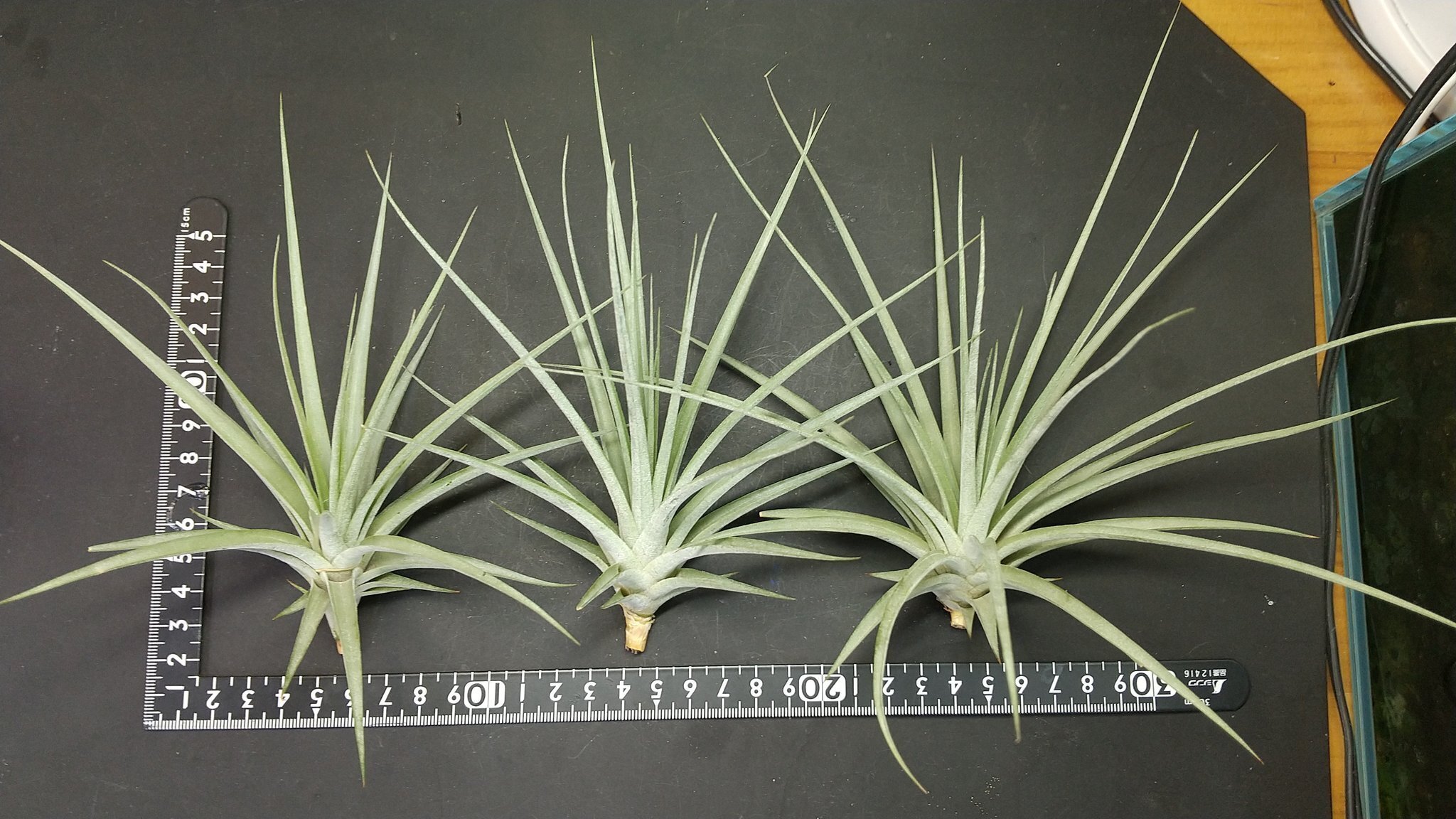 チランジア入荷リスト6/26｜NatureGarden🌿神田