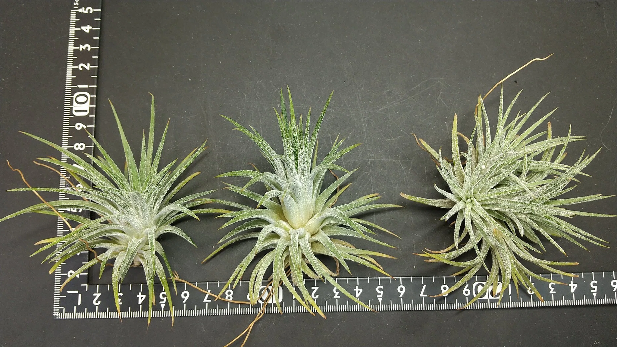 チランジア入荷リスト6/26｜NatureGarden🌿神田