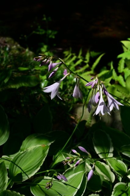 レンズ沼の歩き方」パンケーキレンズ編 VOIGTLÄNDER ULTRON 40mm F2