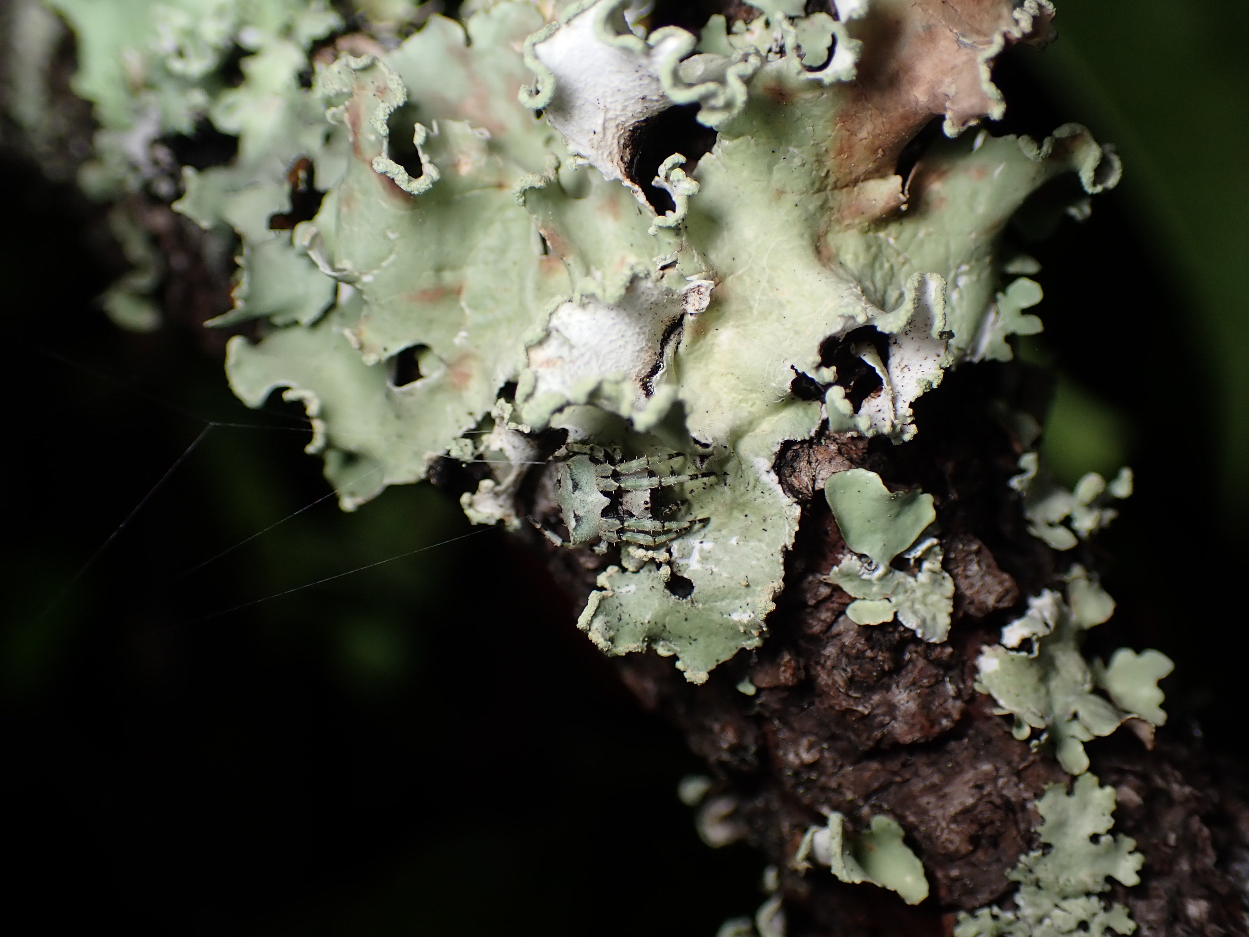 クモ展でぜひ見て欲しいクモのご紹介！｜竜洋昆虫自然観察公園