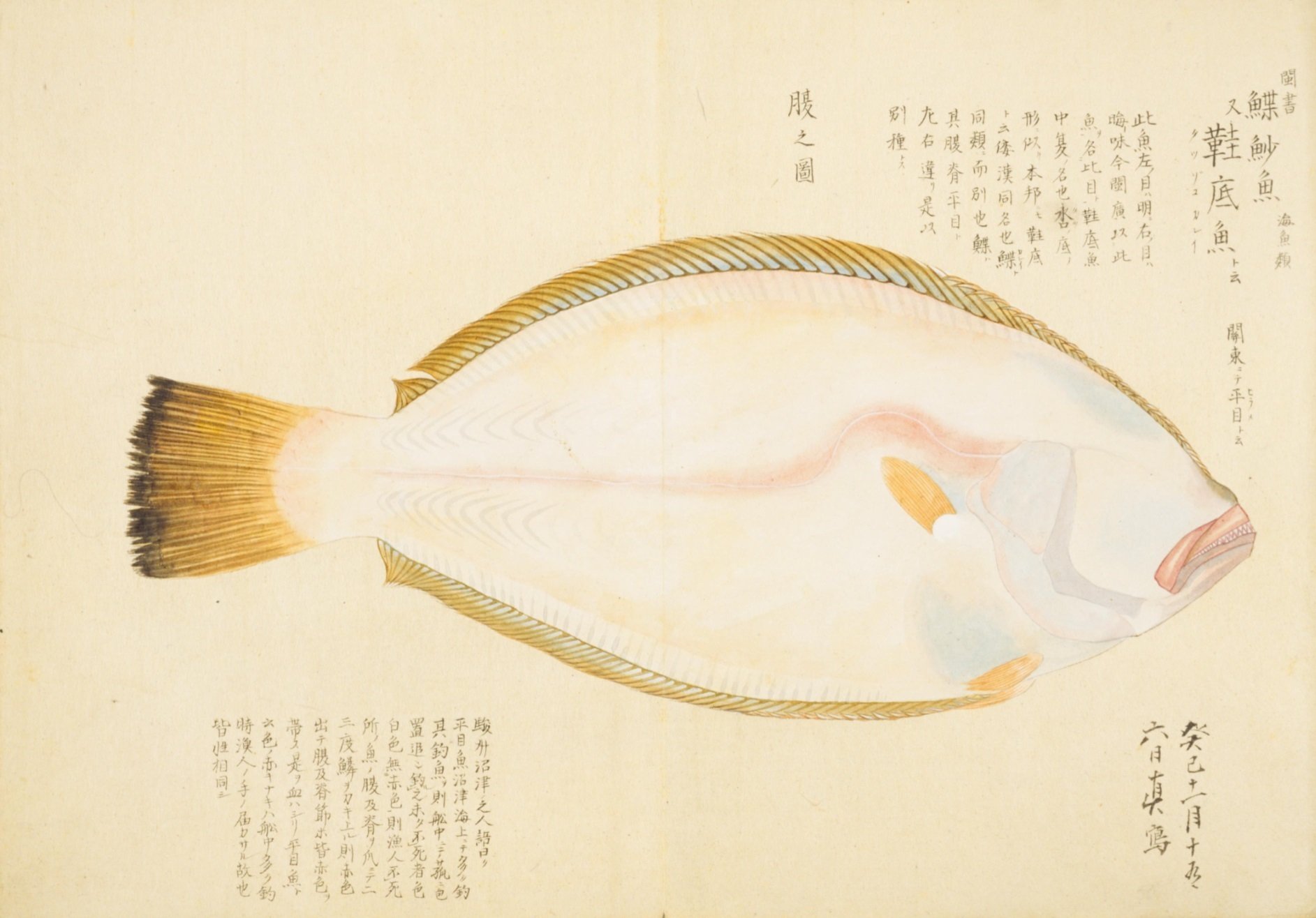 梅園魚品図正】(32) 平目（ひらめ）｜mominaina