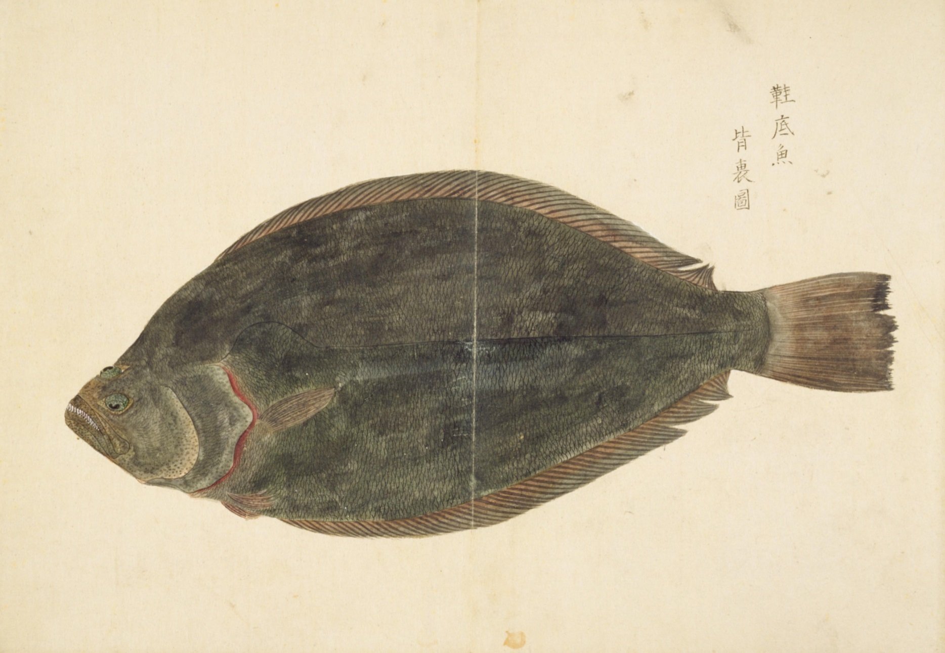 梅園魚品図正】(32) 平目（ひらめ）｜mominaina