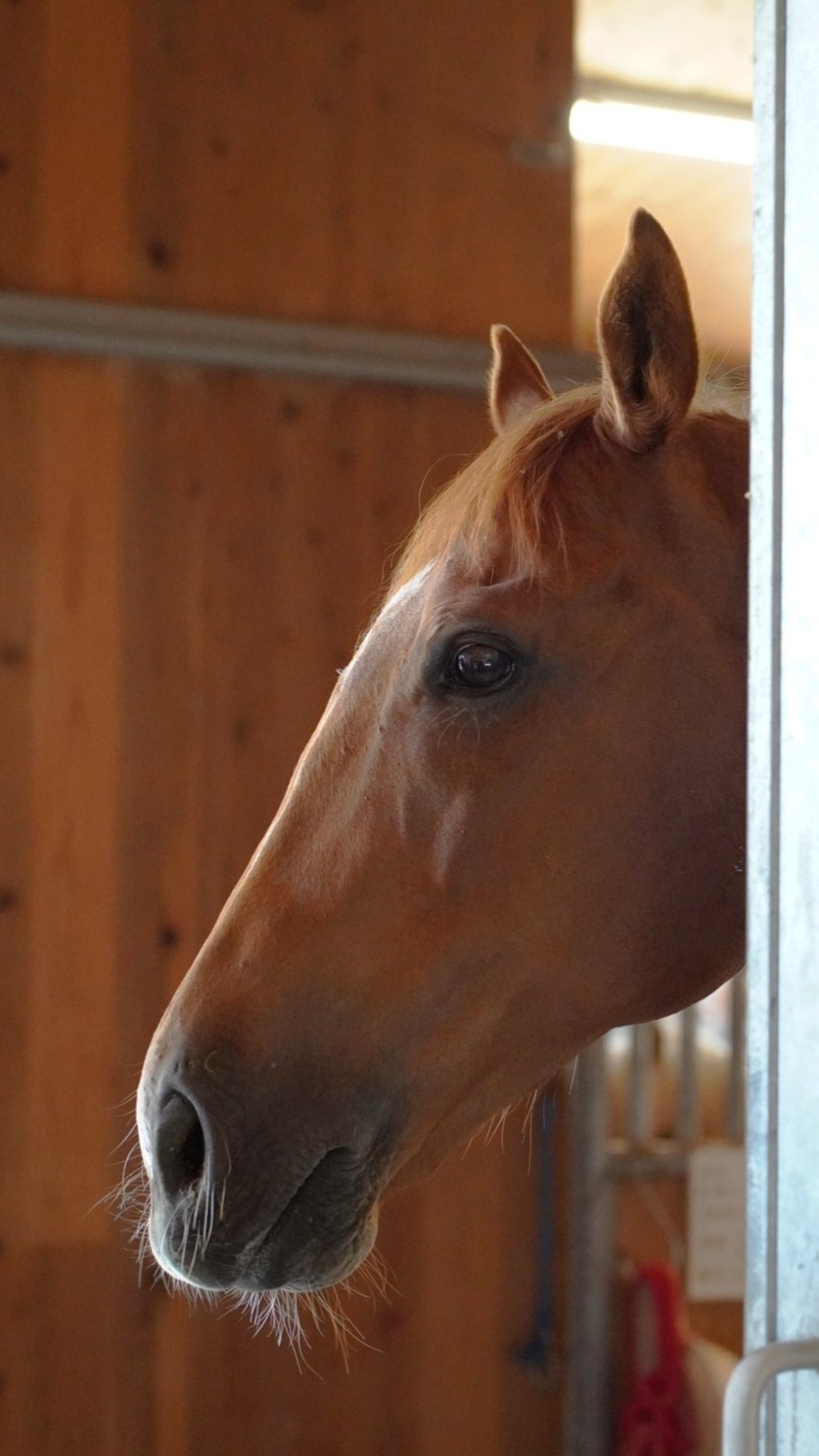 お馬さん 滋賀県栗東市】お馬さんに癒やされるよ｜【滋賀】わんちゃんシンプル