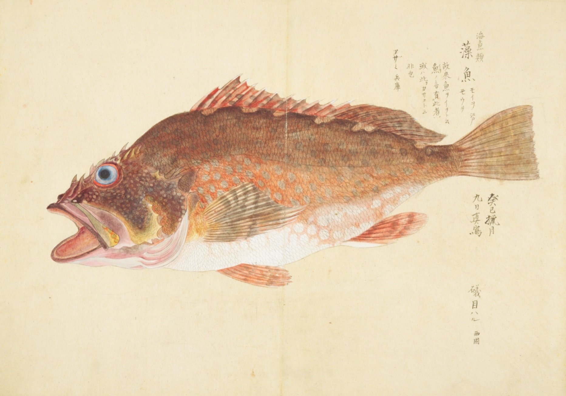 梅園魚品図正】(34) 藻魚（もうを）｜mominaina