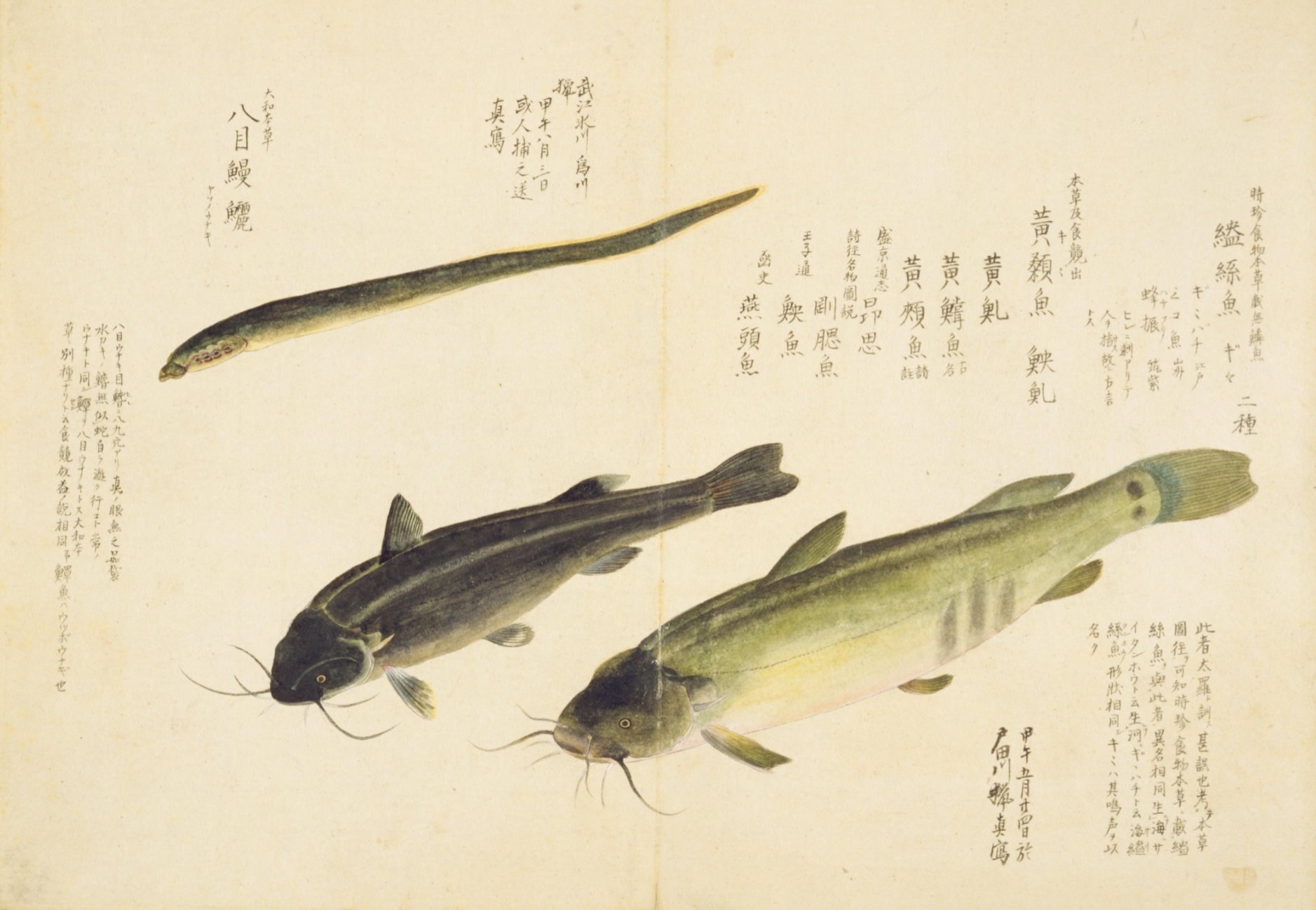 梅園魚品図正】(38) 八目鰻（やつめうなぎ）／黄顙魚（ぎぎ）｜mominaina