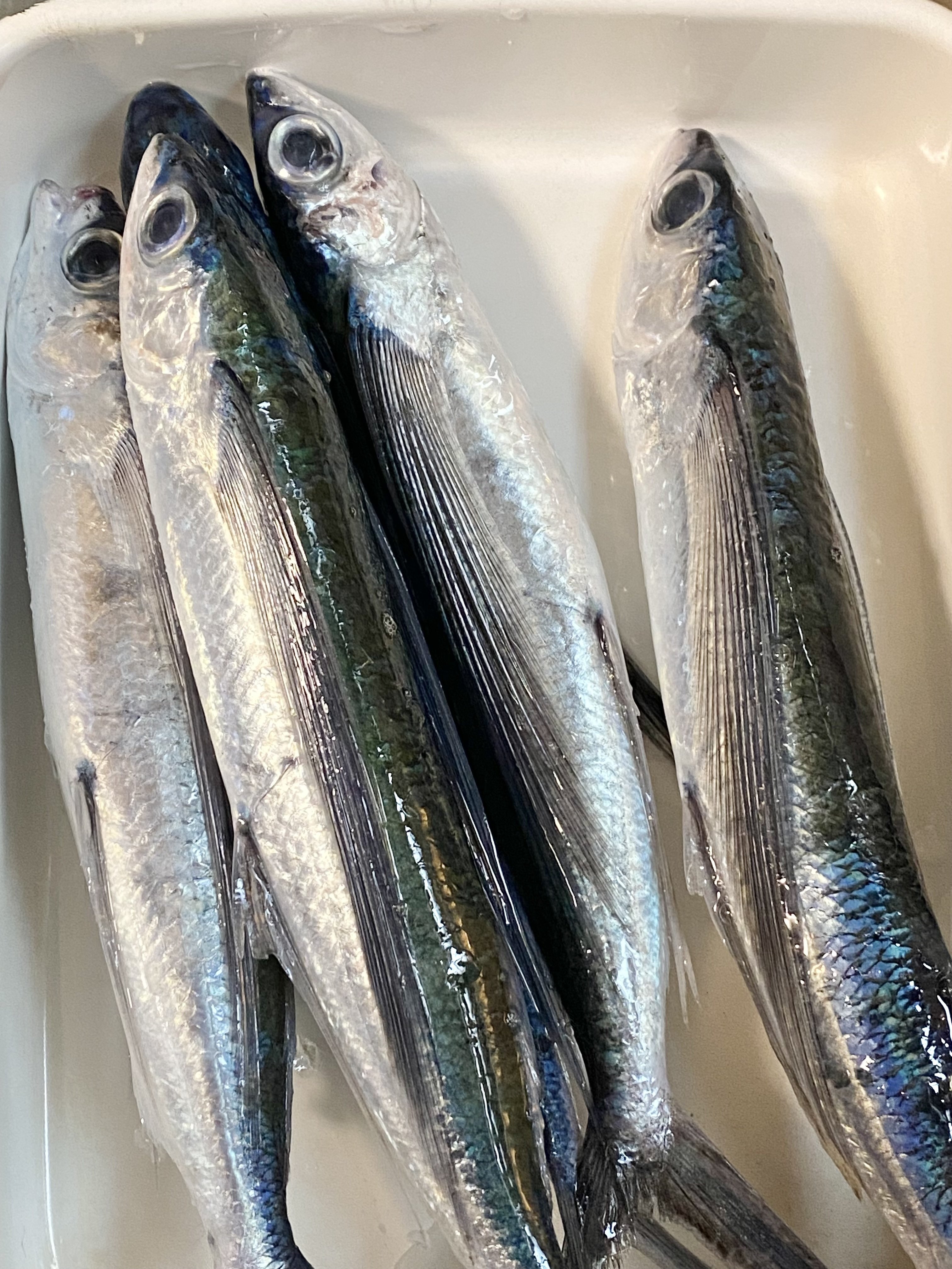 ☆524☆ 飛びこんできたトビウオ｜からむし座