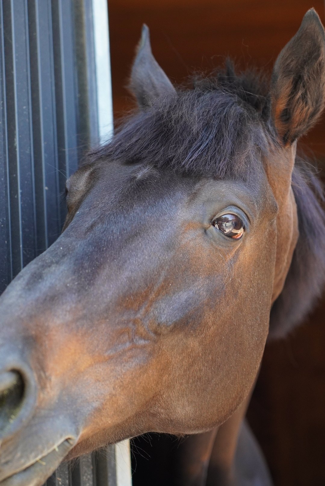 滋賀県栗東市】お馬さんに癒やされるよ｜【滋賀】わんちゃんシンプル