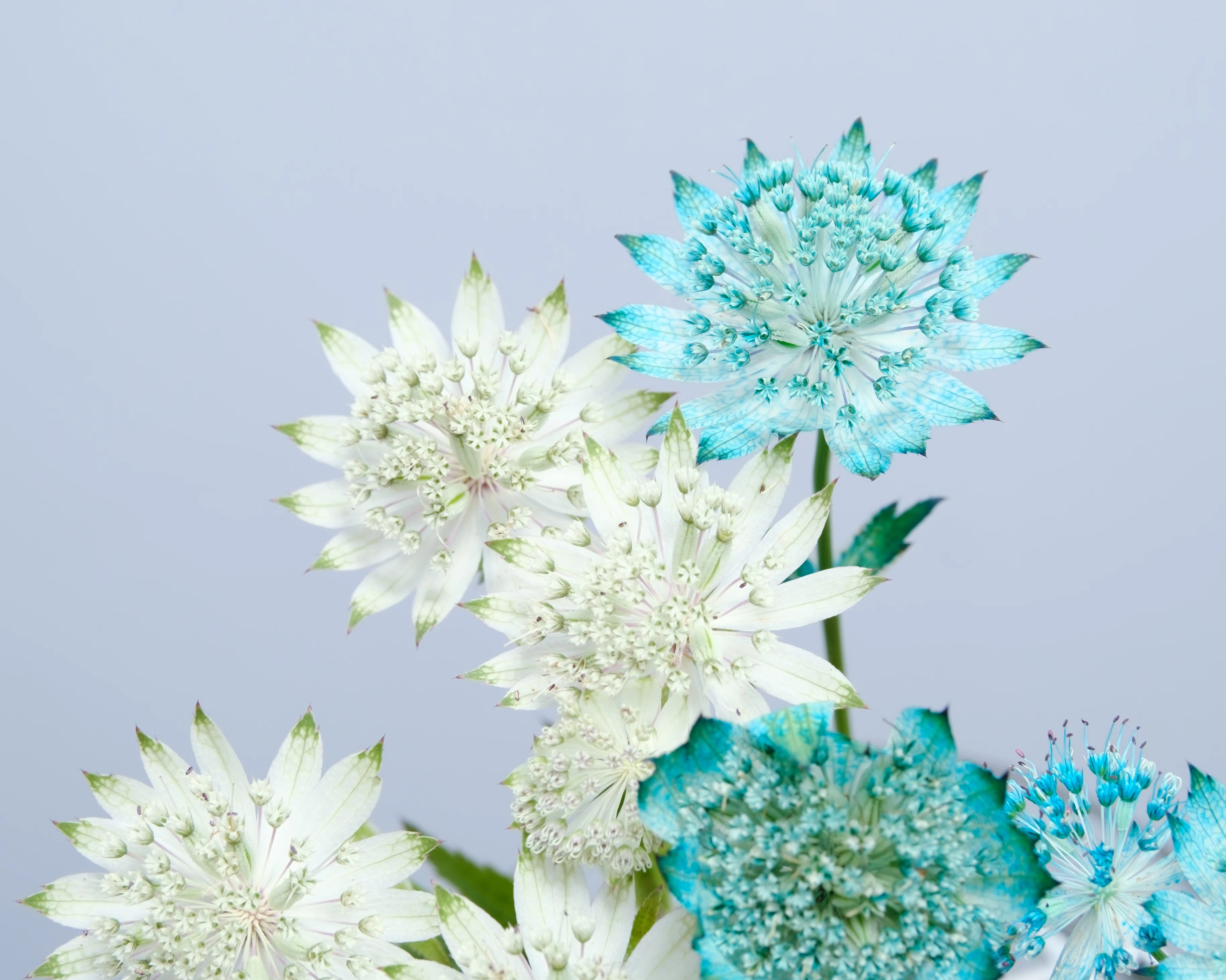 染めの花#034】アストランチアを涼しいブルーに染めてみた｜タキツネ