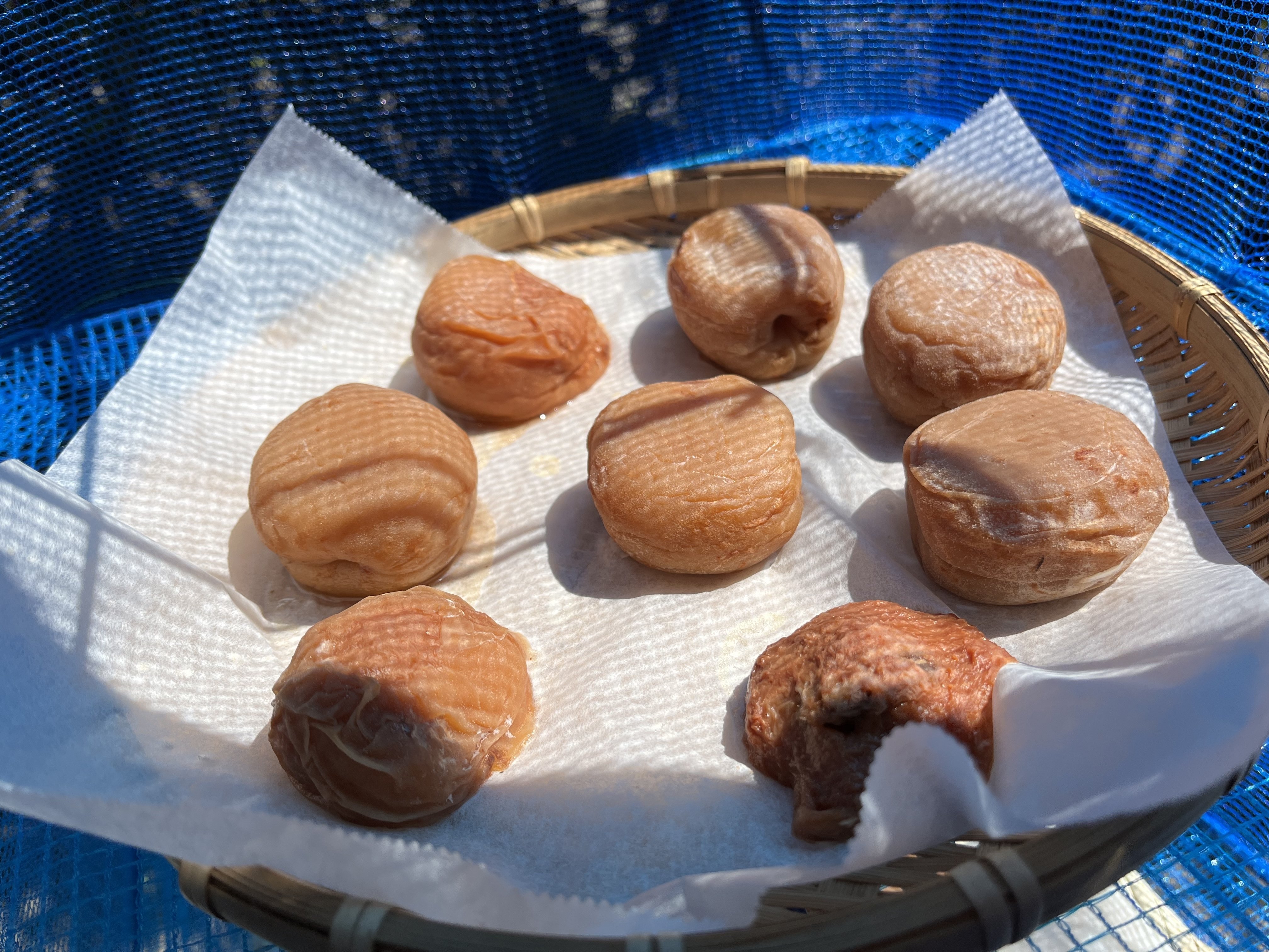 見分けが難しかった青森・秋田の巨大梅、なにわ（八助）・おうみの種の