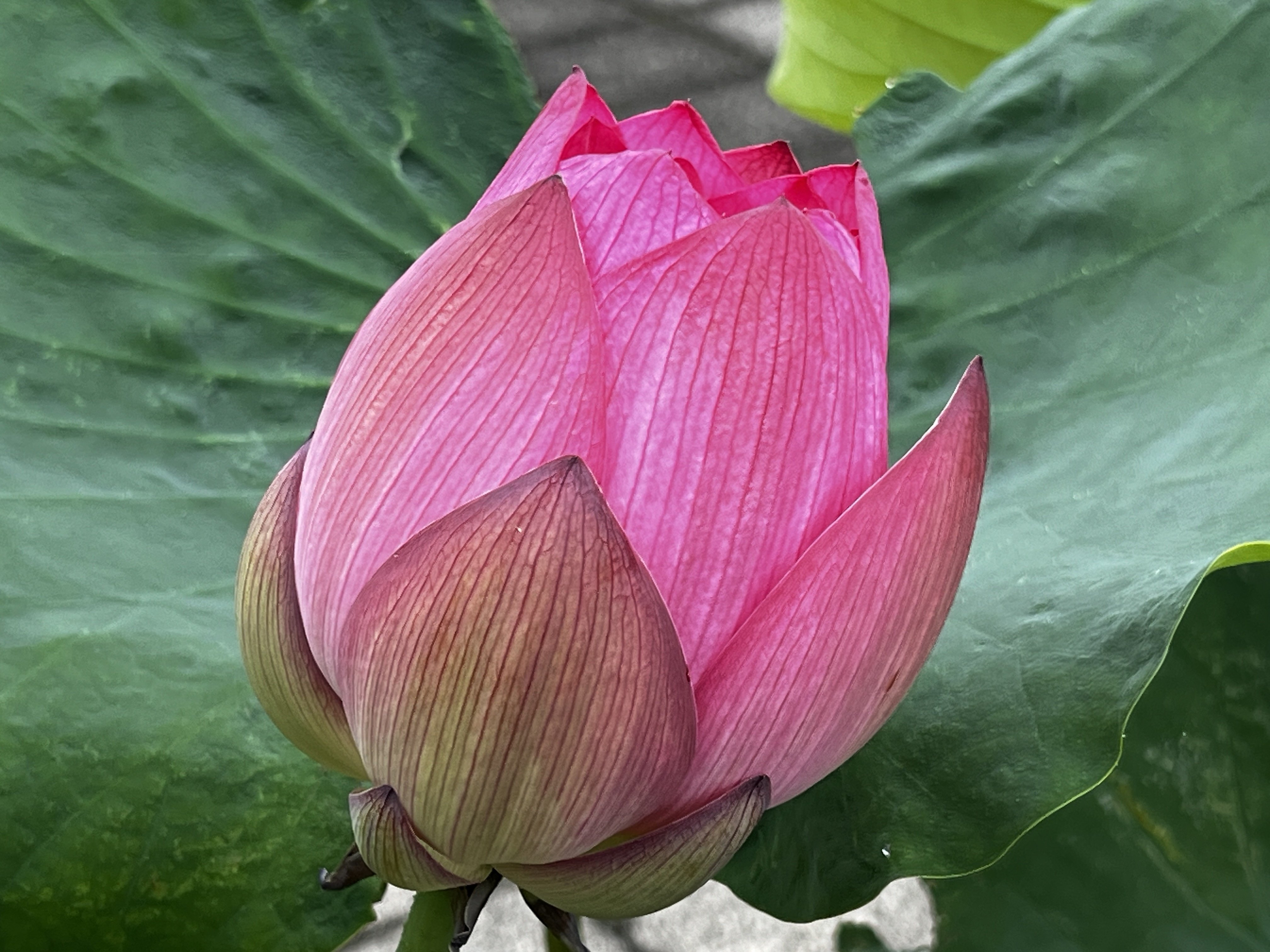 2024.06.29 古代蓮の里｜日本花卉文化株式会社