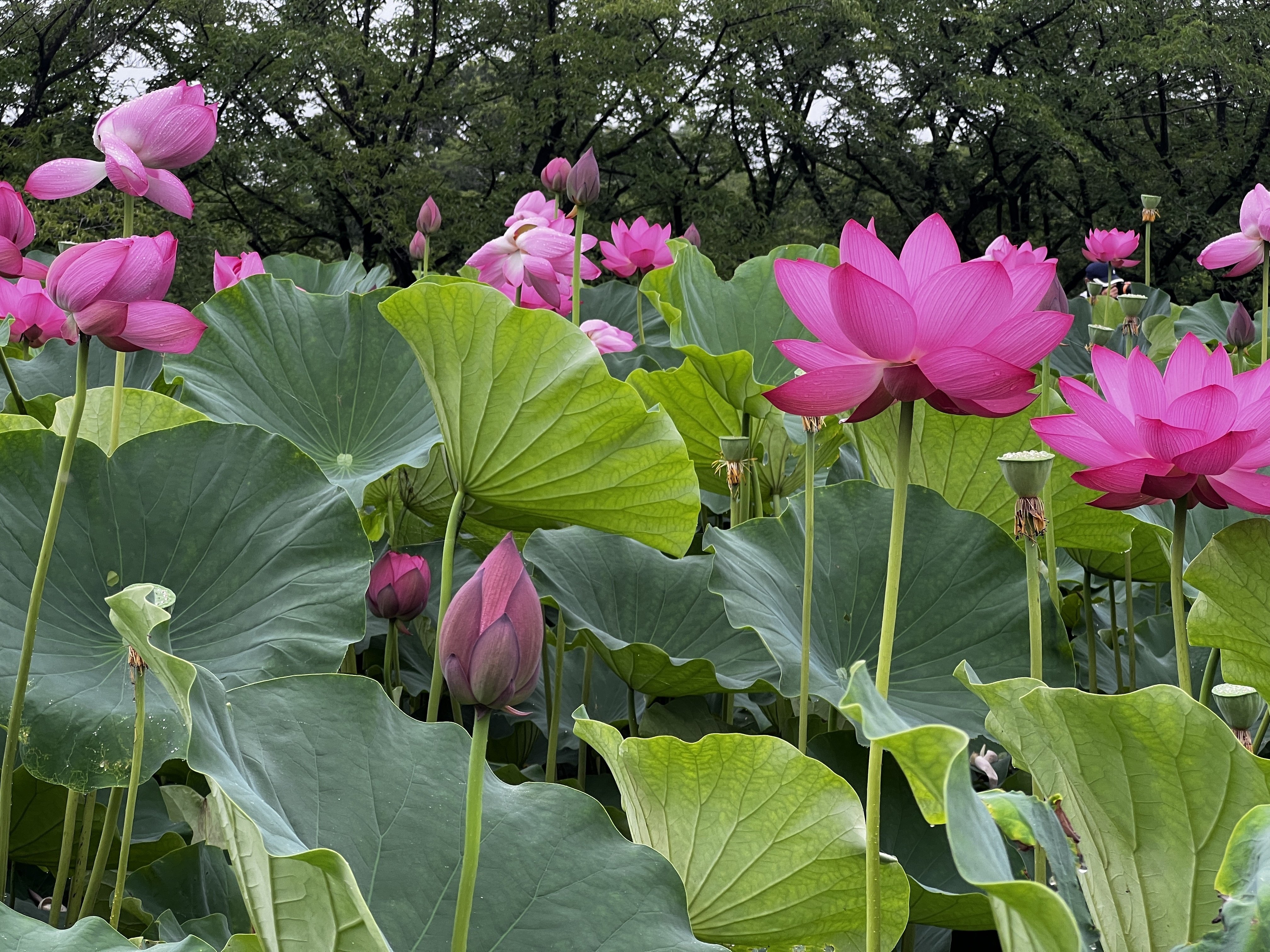 2024.06.29 古代蓮の里｜日本花卉文化株式会社
