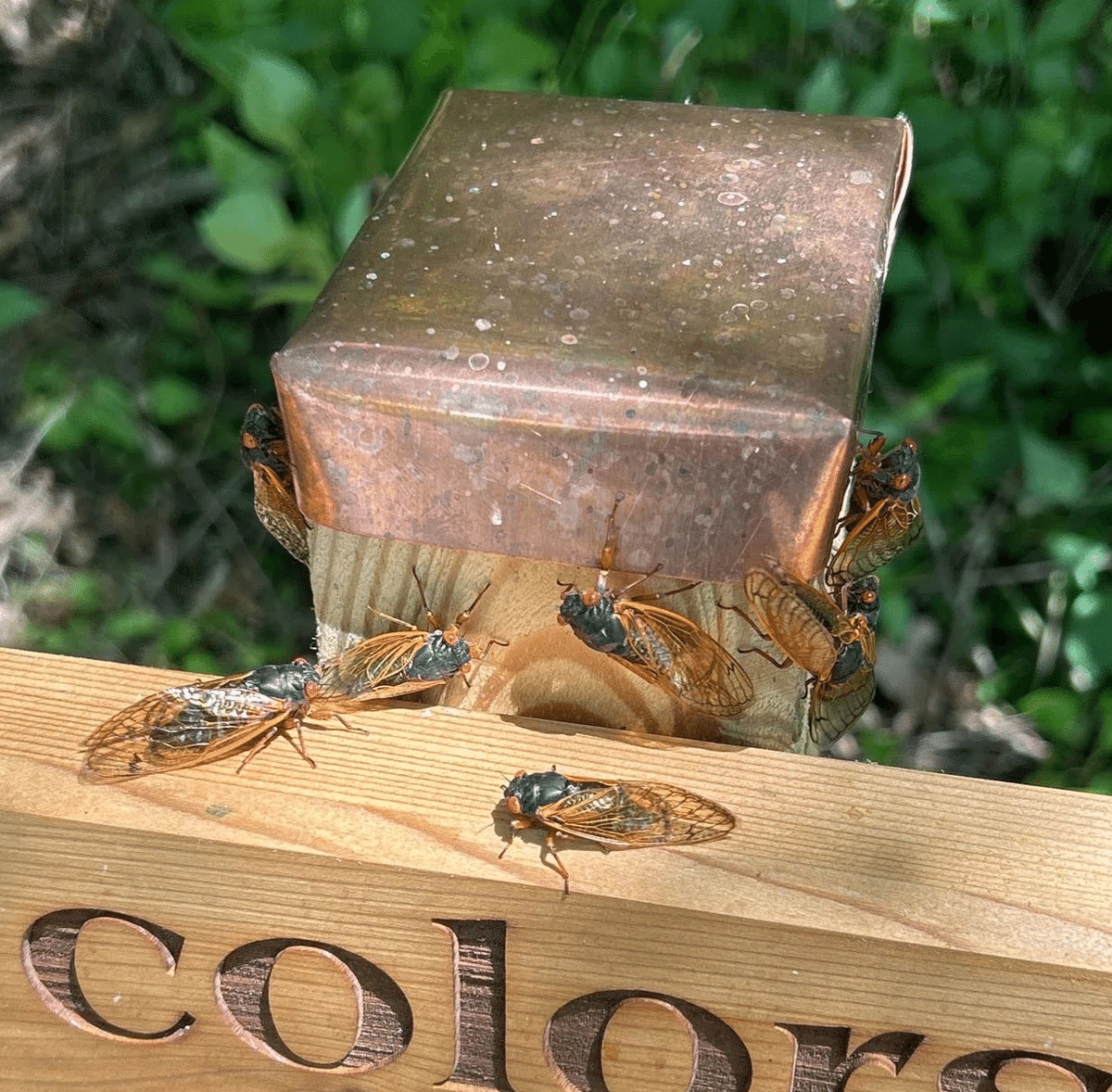 221年目の奇跡！1兆匹の蝉地帯へ vol.2｜80(Eighty)