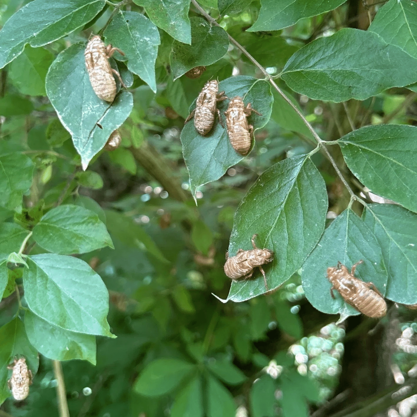 221年目の奇跡！1兆匹の蝉地帯へ vol.2｜80(Eighty)