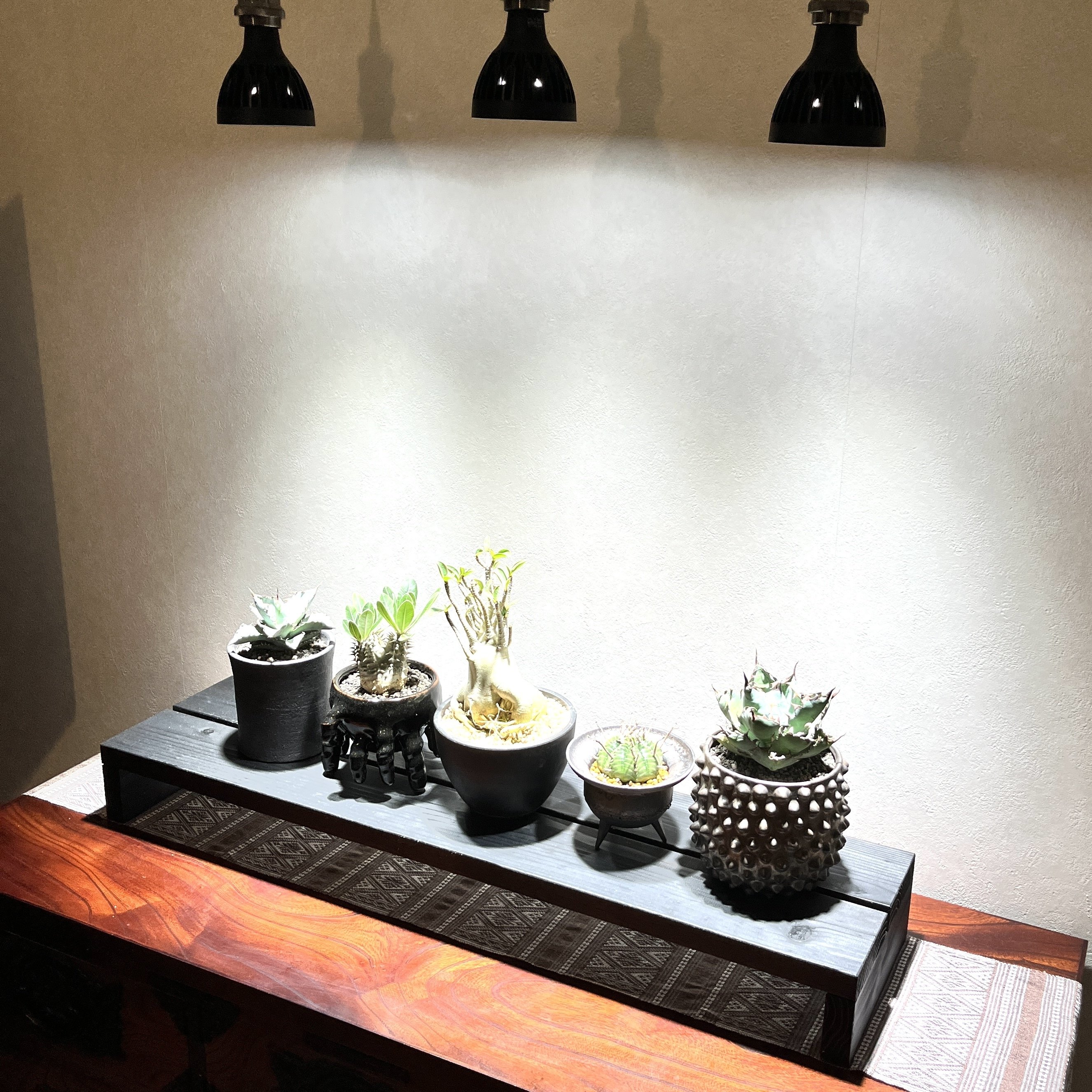 植物育成LEDライトの使い方を反省した件｜ドラゴン・スー