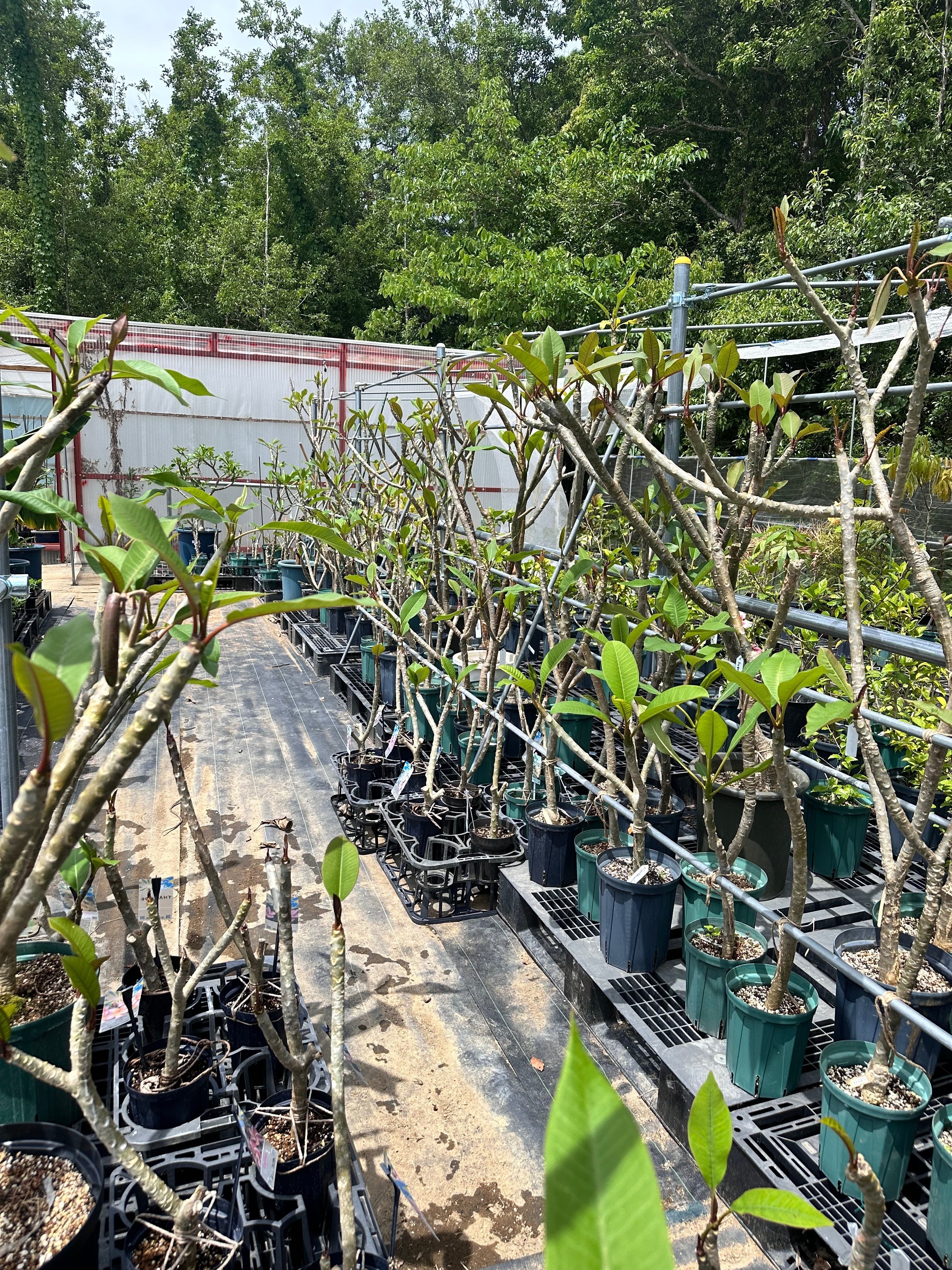 プルメリア4月〜5月｜nahai