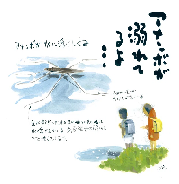 アメンボ」姿を消した昭和の忍者昆虫｜Yu Morio もりおゆう