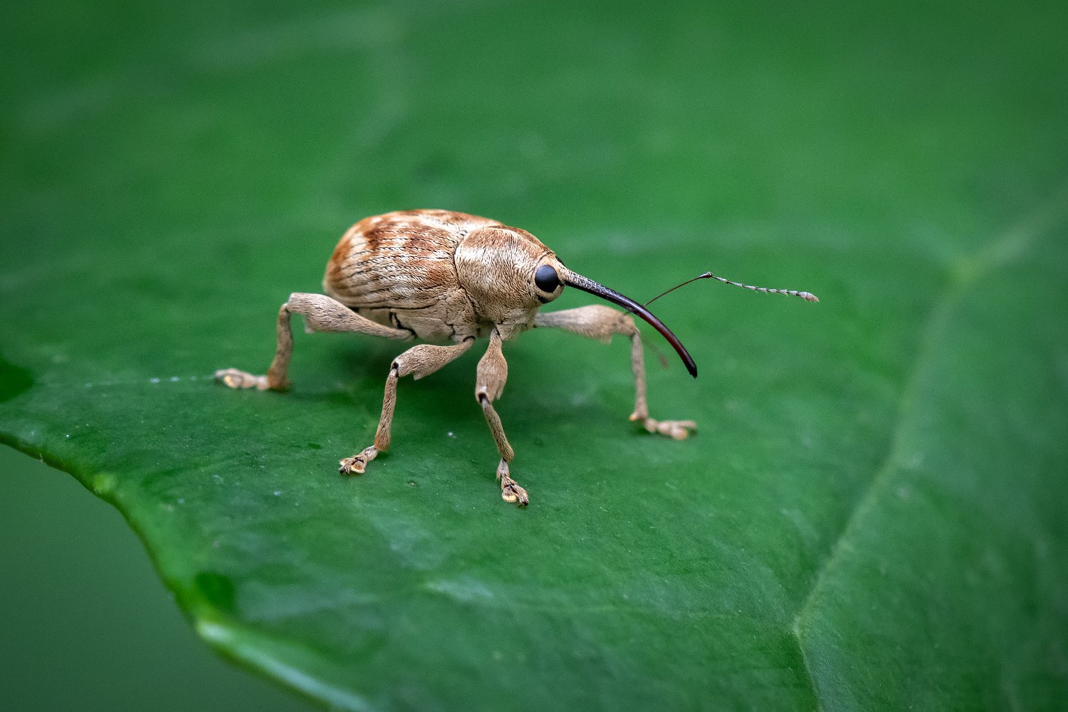 まるでゴジラのようなゾウムシ まるでゴジラのようなゾウムシ