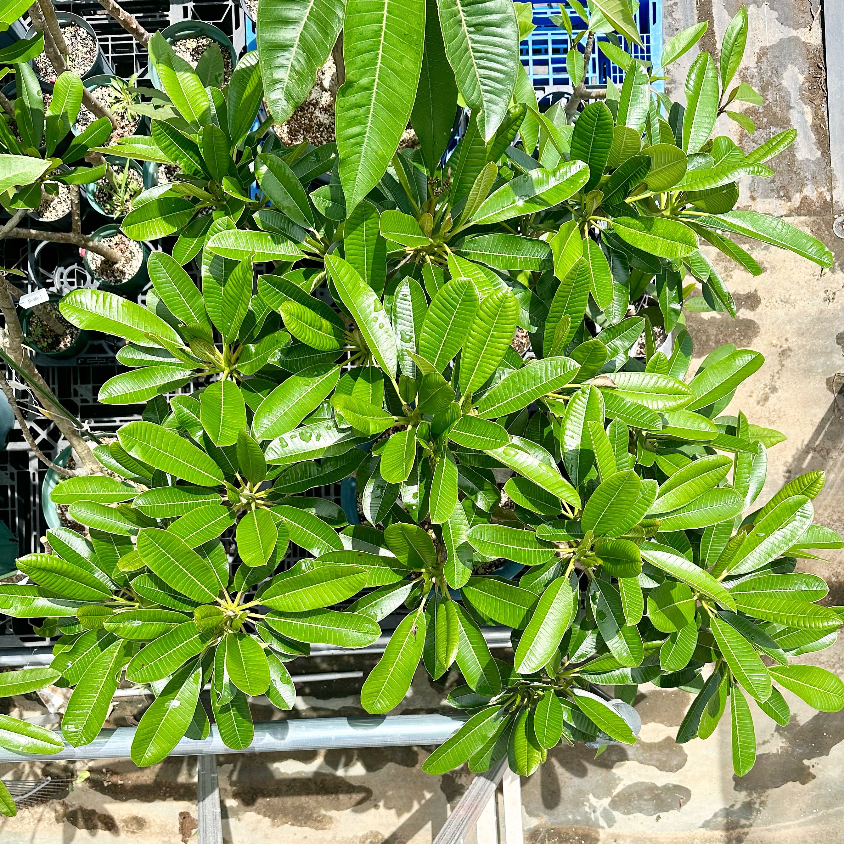 プルメリア様お取り置き プルメリア6月〜7月｜nahai