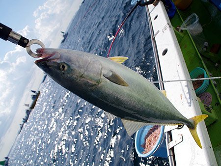 今年は当たり年かも？剣崎沖のワラサ釣り／毘沙門 浜福丸｜玉置標本