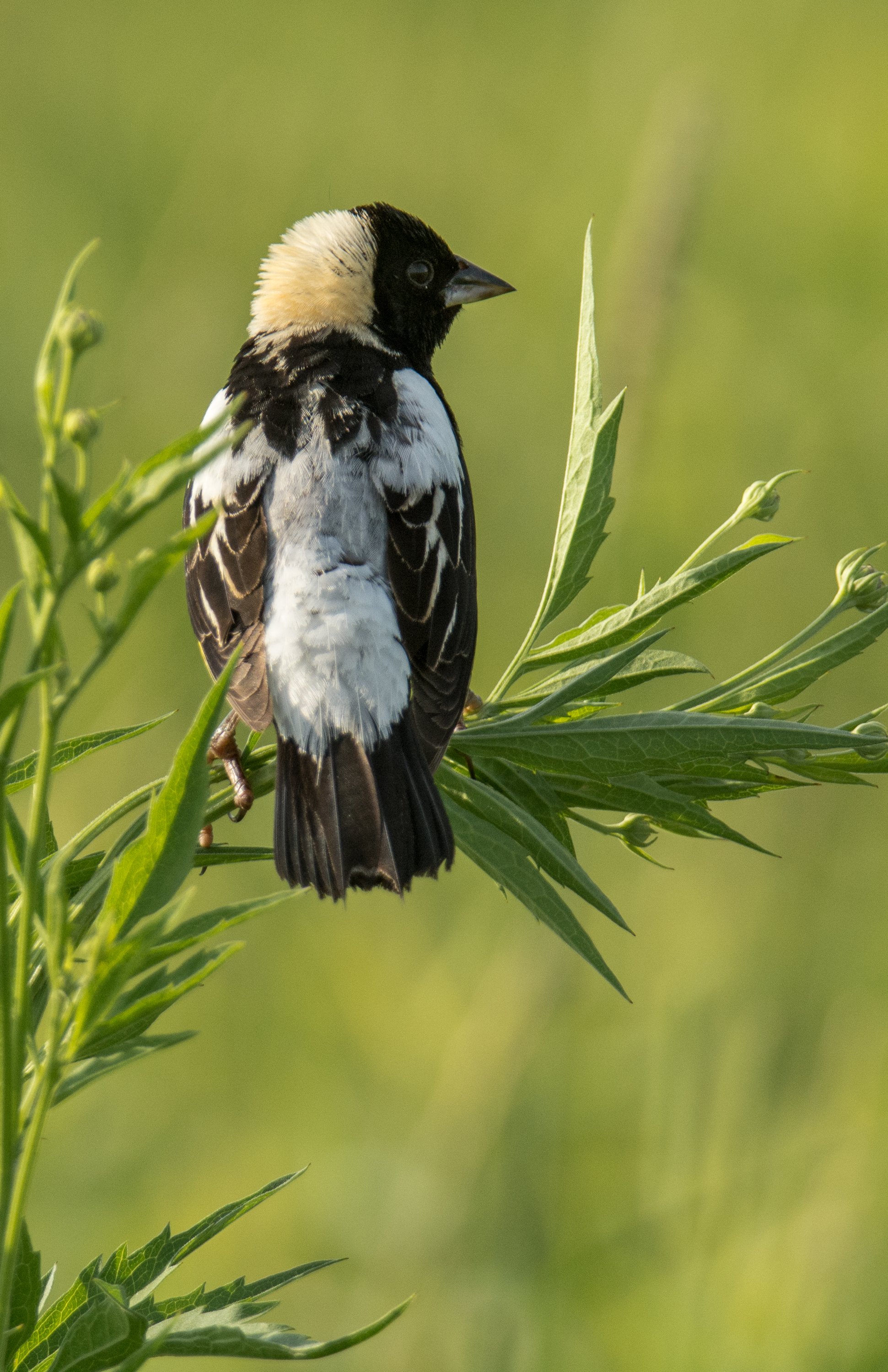 シカゴでバードウォッチング！】 Bobolink ボボリンク